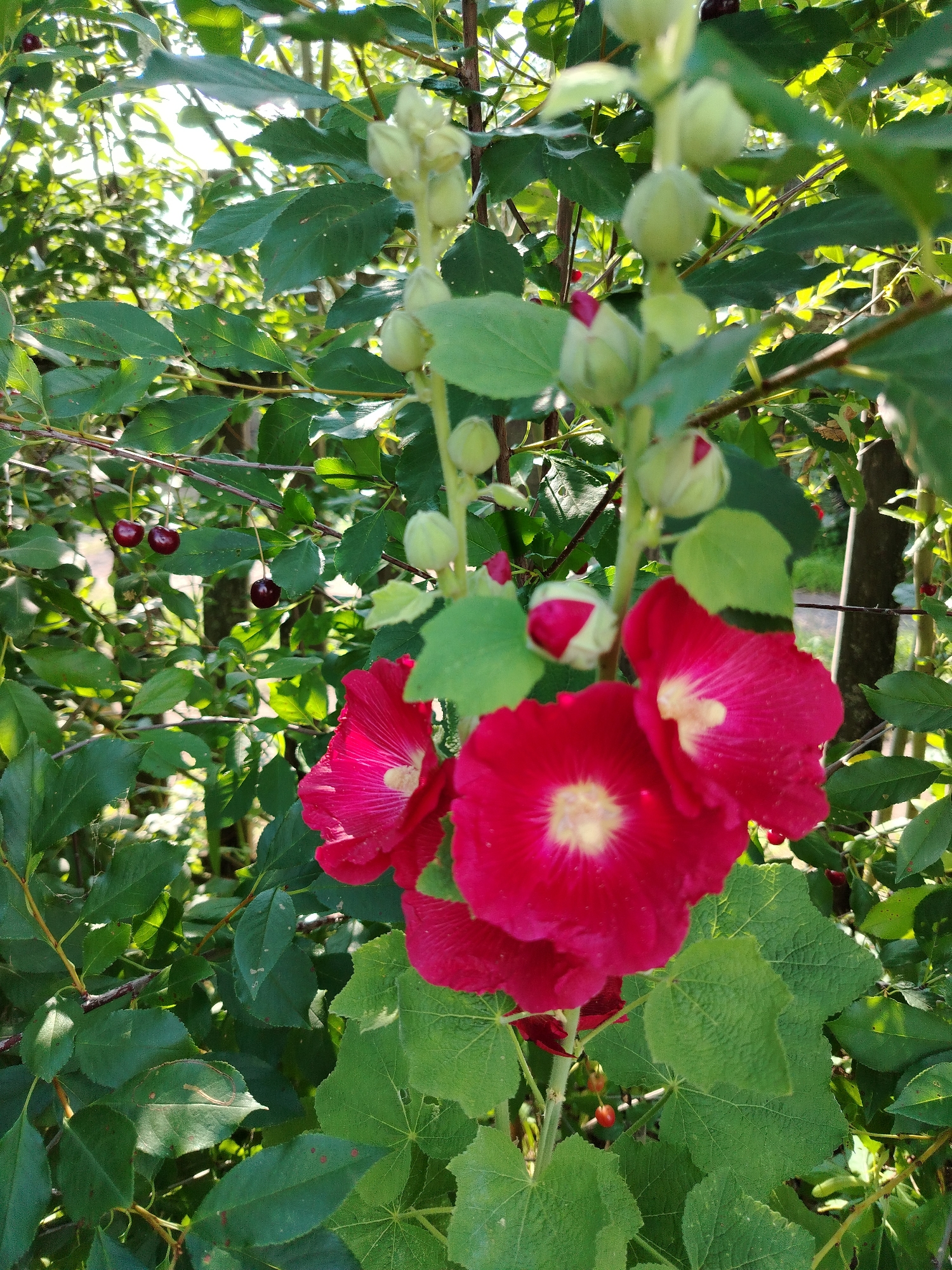 This is a close-up, eye-level, outdoor, daytime photograph taken in the city of Chaikovsky, Russia. The image features vibrant pink hollyhock flowers in the foreground, with their petals unfurled and the center of each bloom showcasing a pale yellow hue. Surrounding the flowers are abundant green leaves, some of which are large and textured, while others are smaller and more delicate. In the background, the foliage is dense, with glimpses of sunlight filtering through the leaves, creating a dappled effect. Several unripe green hollyhock buds are visible on the stem, along with a few small, dark red cherries hanging from branches in the upper left portion of the frame. The overall scene suggests a garden or natural setting with a focus on the blooming flowers and surrounding greenery.