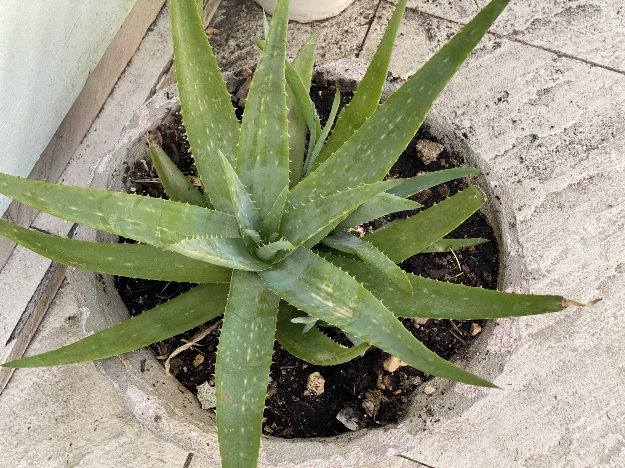 The image shows a close-up, overhead view of a potted aloe vera plant. The plant is lush green with thick, fleshy leaves that are serrated along the edges. The leaves are arranged in a rosette pattern, with newer growth emerging from the center. The pot is made of a rough, concrete-like material and is filled with dark soil. The plant is situated outdoors on a textured, light-colored surface that appears to be a patio or walkway, possibly tiled or paved. The lighting suggests it is daytime, with natural light illuminating the scene. There are no people or animals visible in the image, and no specific details are present to indicate the city of Zgrade, Montenegro.