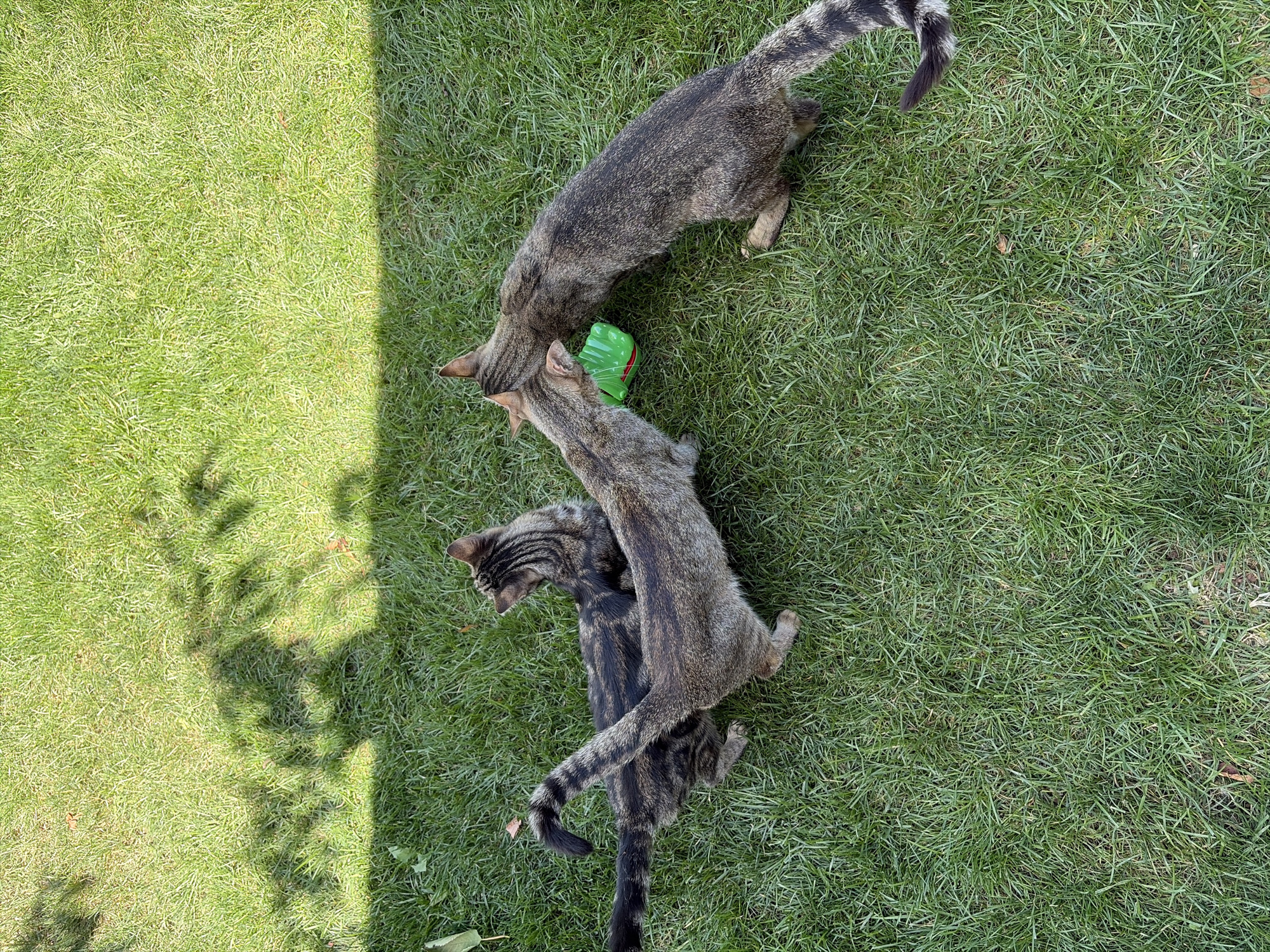 Three domestic cats are playing with a green plastic toy on a lawn in Oxentea, Moldova. The cats are tabby patterned. One cat is on its side with its back to the camera, and its tail is arched upwards. Another cat is standing over it, facing away from the camera, and batting at the toy with its paw. A third cat is standing to the right of the other two, also facing away from the camera, and looking towards the toy. The ground is covered in short, green grass. Shadows from a tree are visible on the grass, suggesting it is daytime and sunny.