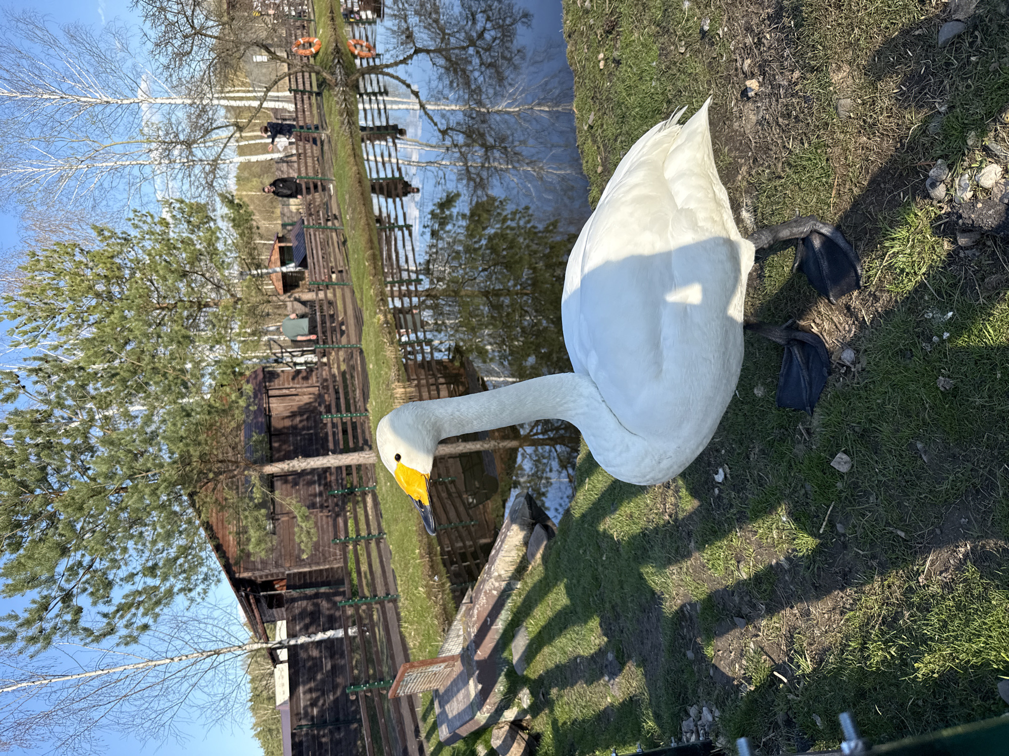 The image shows a white swan standing on a grassy area next to a body of water. The swan has a yellow beak with a black tip and black feet. The grass is green and there are some dirt patches. In the background, there is a wooden fence and a building. The water reflects the trees and sky. Some people are standing on a wooden pier in the distance. The location is Unknown, Unknown.