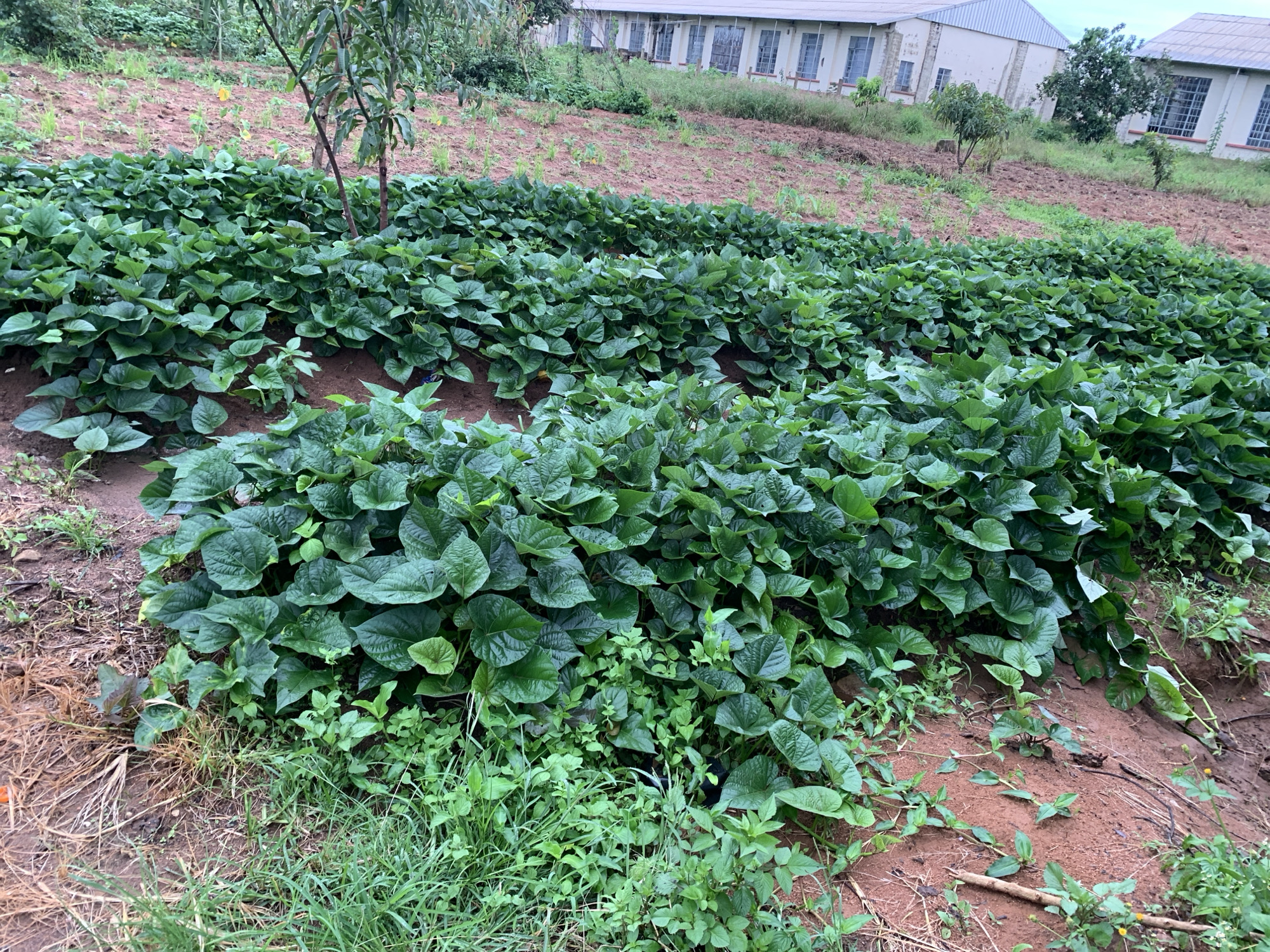 The image depicts a cultivated field of vibrant green plants, likely sweet potato vines, covering a hillside. The plants are lush and densely packed, creating a carpet of foliage that extends across the foreground and middle ground of the frame. The soil appears reddish-brown, suggesting a lateritic composition common in many parts of Nigeria. In the background, a row of buildings with white facades and large windows is visible, hinting at an institutional or residential complex. These structures are situated on higher ground, overlooking the agricultural land. The overall impression is one of rural or semi-rural agriculture, possibly associated with the nearby buildings. The location is identified as Kuru Karama, Nigeria.