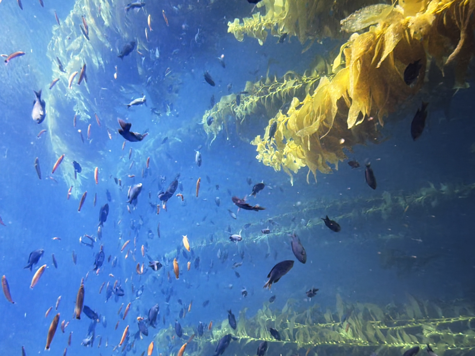 The image depicts an underwater kelp forest teeming with various species of fish. The environment is characterized by large, swaying fronds of kelp in vibrant yellow and green hues, interspersed with the deep blue of the ocean. Numerous fish, ranging in size and color from small, silvery individuals to larger, dark-bodied ones, are seen swimming amongst the kelp and in the open water. Some fish appear to be schooling, while others swim individually. The lighting suggests natural underwater illumination, creating a sense of depth and movement. There is no indication of human presence, man-made objects, or any connection to the city of Kyiv, Ukraine.