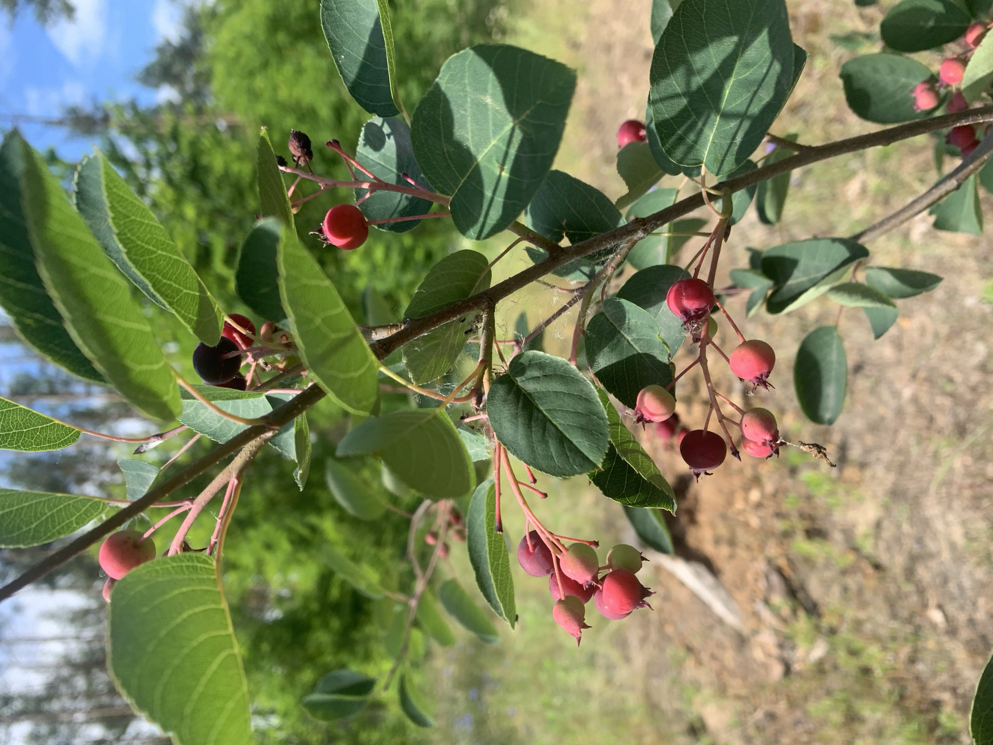 A close-up shot focuses on a branch of a plant bearing small, round red berries, some of which are still developing and have a greenish hue. The berries are clustered together, with delicate stems connecting them to the branch. Lush green leaves with visible veins surround the berries, some of which are in shadow, creating a play of light and dark. The background is softly blurred, showing a natural environment with trees and foliage, suggesting an outdoor setting. The overall impression is one of natural growth and the ripening of fruit in a sunny, rural or park-like environment. Given the general context provided about Hostomel, Ukraine, this image likely depicts a scene from its natural landscape or park areas.