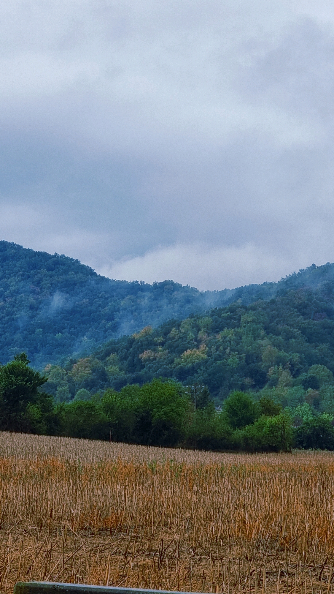 The image depicts a misty, overcast day in a rural landscape. In the foreground, a field of dried stalks stretches across the bottom half of the frame, suggesting a harvested crop. Behind this field, a line of dense green trees forms a barrier, with a few taller trees interspersed. Beyond the trees, rolling hills covered in a thick forest rise up. Wisps of mist snake through the trees on the hillsides, adding to the atmospheric and somewhat somber mood. The sky above is a uniform gray, completely obscured by clouds. There are no people or animals visible in the image. This scene does not appear to be located in the city of Olot, Spain, as it lacks characteristic architectural features or the volcanic landscape for which Olot is known.