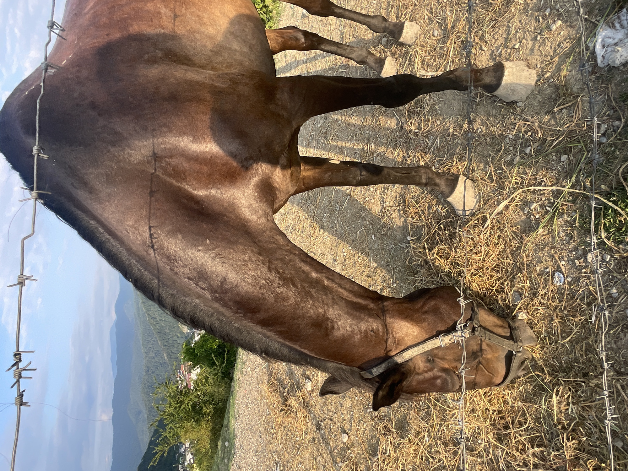 A brown horse is grazing on hay behind a barbed wire fence. The horse is wearing a halter and appears to be in a rural or mountainous area with rolling hills in the background. The sky is blue with some clouds, and the sun appears to be setting, casting long shadows. The location is identified as Baranovka, Russia, which is a town in Krasnodar Krai, known for its scenic mountainous landscape.