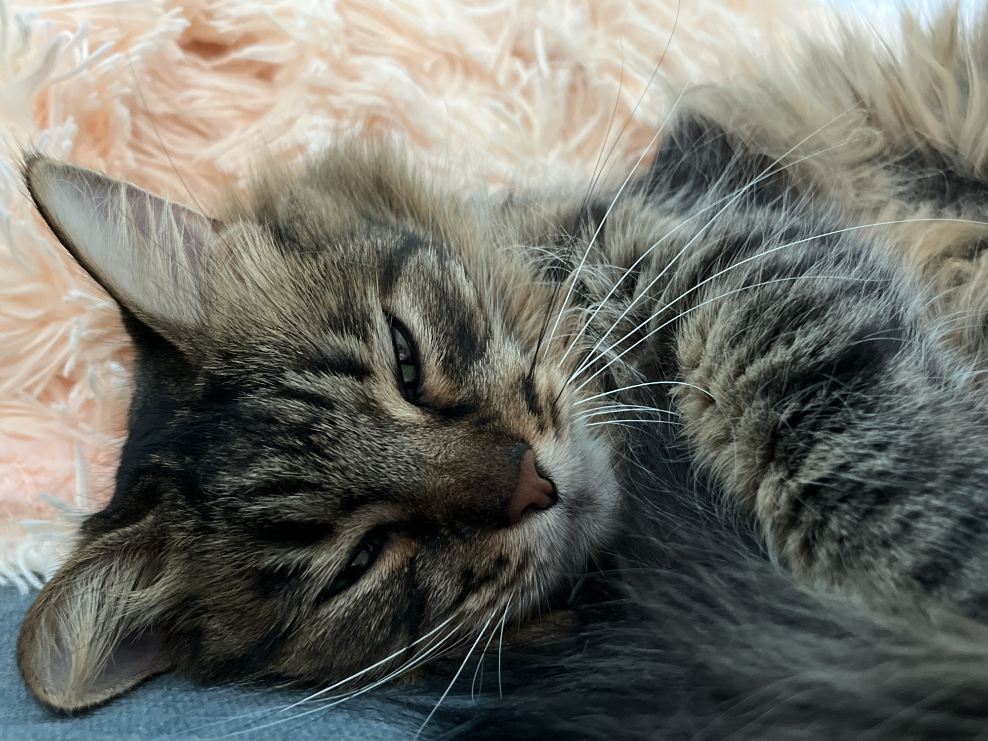 The media file is a close-up, horizontal shot of a domestic cat resting on a soft, fuzzy, peach-colored blanket. The cat has tabby markings with shades of brown, black, and gray fur. Its eyes are partially closed, and it appears relaxed, with its head tilted to the side. Long, white whiskers are prominent against its fur. The background is softly blurred, with the texture of the blanket dominating the upper portion of the image. The cat's nose is a light brown color. The overall impression is one of comfort and tranquility.