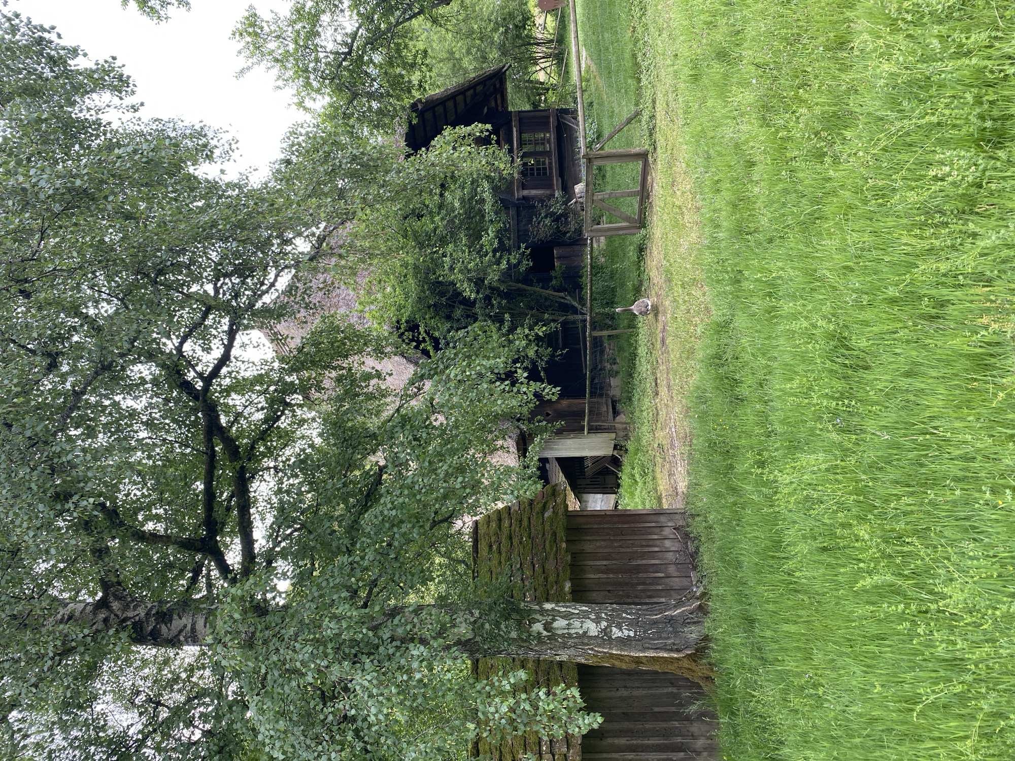 The image captures a bucolic scene likely in Gutach (Schwarzwaldbahn), Germany. A traditional wooden building with a thatched roof is partially obscured by a large birch tree with characteristic white bark and green leaves. A grassy lawn extends to the right, and a path leads towards the building. A single goose stands on the path near a wooden fence and gate. The building has a balcony and multiple windows. The bottom of the tree trunk merges with a wooden and moss covered wall or structure. The sky is overcast.
