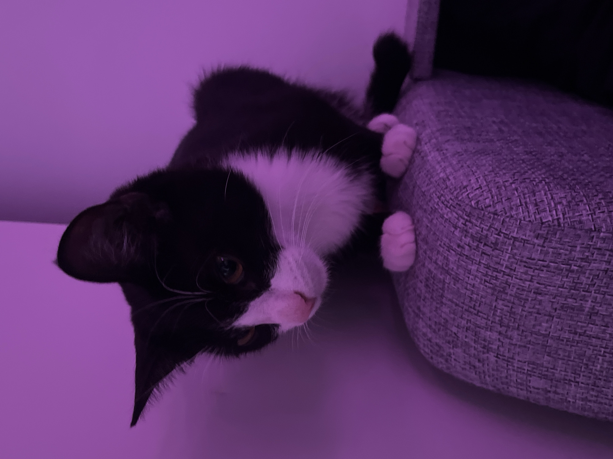 A black and white kitten is hanging upside down from the arm of a grey upholstered chair. The kitten's head is tilted downwards, with its face visible, and it is gripping the chair's edge with its white paws. The scene appears to be indoors and is lit with a purple-ish hue. There is no indication of the scene being in Saint Petersburg, Russia.