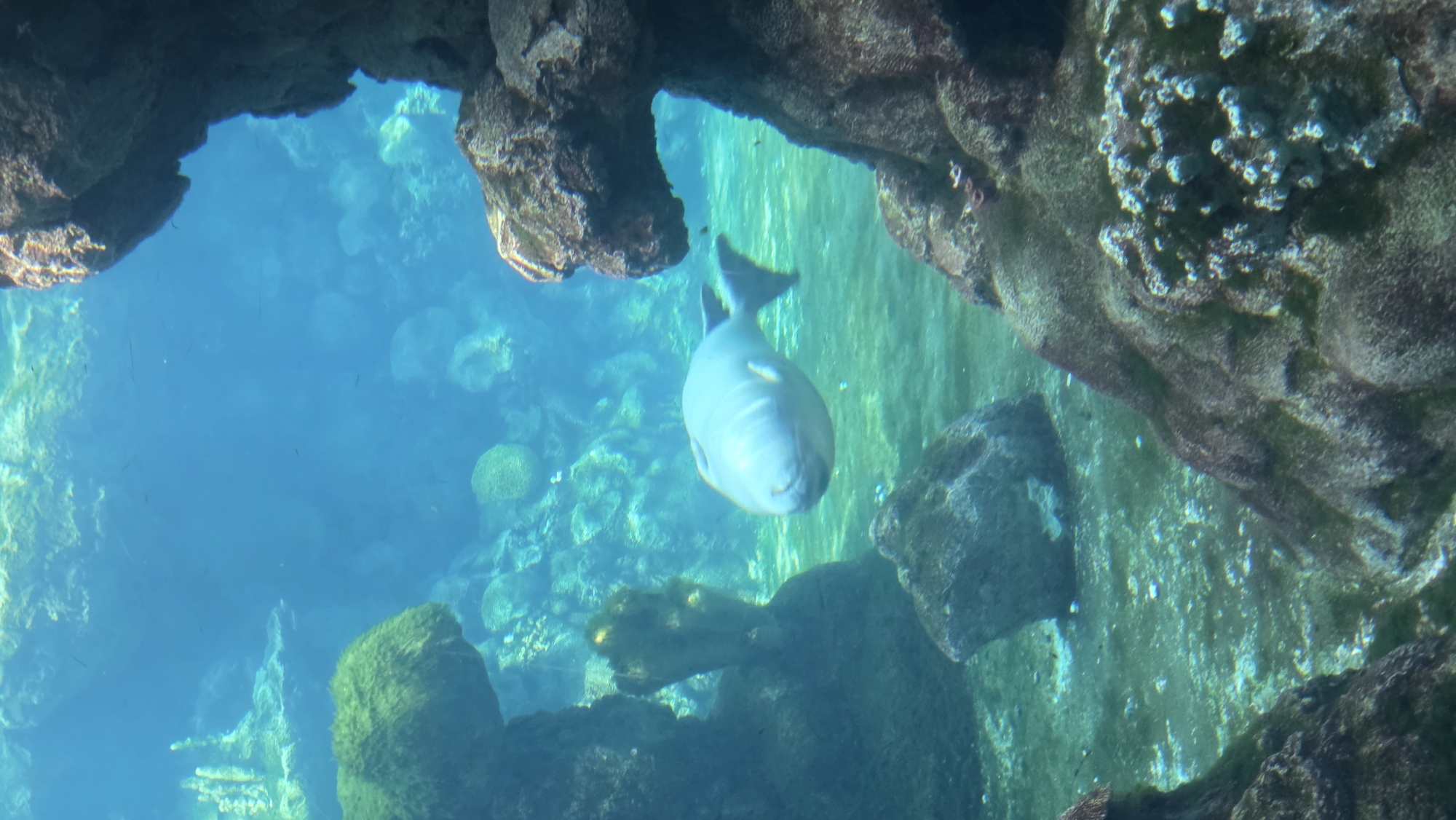 A light-colored fish swims in an aquarium with a rocky, coral-filled environment. The fish is in the middle of the frame, facing towards the left. The water is clear and blue, with sunlight filtering from above. Various rocks and coral formations are visible in the foreground and background, with some green algae attached to them. The bottom of the aquarium is covered in sand and pebbles.