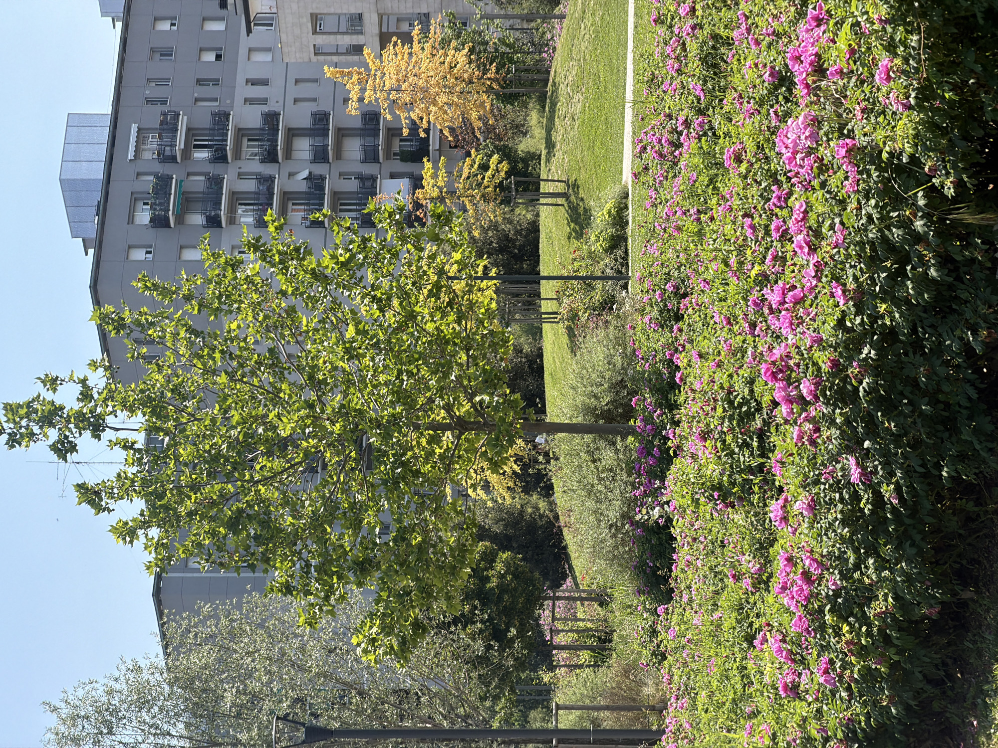 The image depicts a city park scene in Milan, Italy. On the left, a tall apartment building with balconies stands behind a leafy green tree. A row of young trees lines a grassy slope leading to a bed of vibrant pink flowers on the right. In the background, there is another tree with yellow leaves. The scene suggests an urban park setting with a mixture of nature and residential architecture.