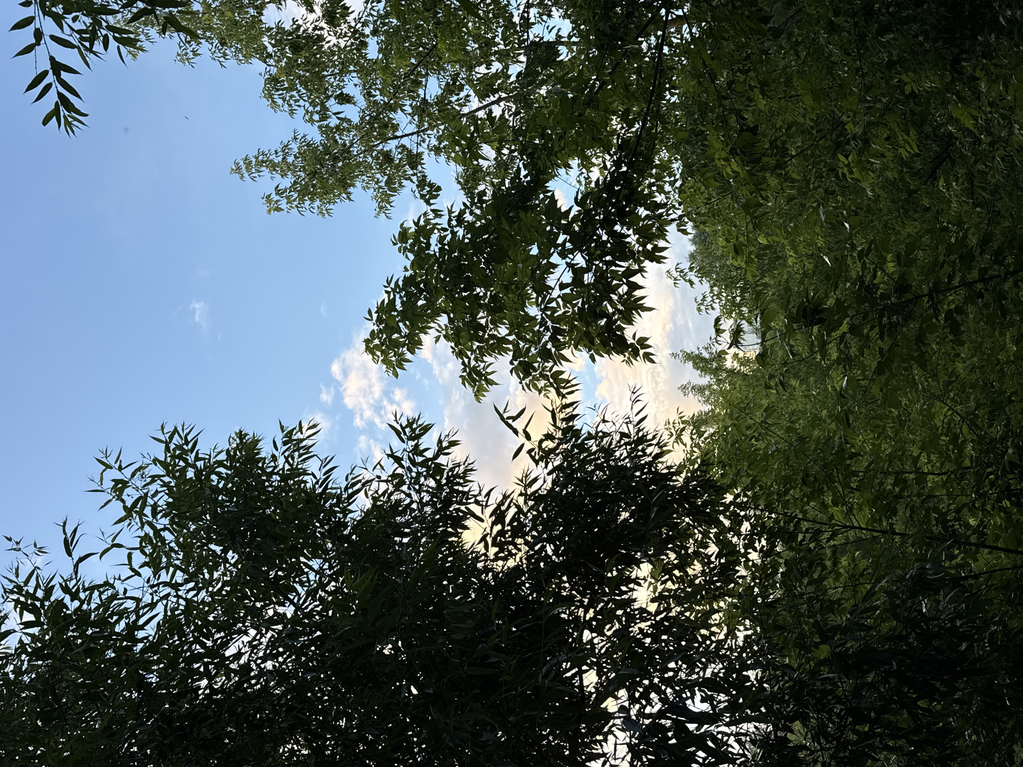 The image captures a canopy of lush green trees against a soft blue sky with scattered clouds. The foliage is dense, with sunlight filtering through in some areas, creating a dappled effect. The trees appear to be located in a natural setting, possibly a park or a wooded area. There are no people or discernible structures visible in the frame, focusing solely on the interplay of light and shadow within the dense vegetation and the expanse of the sky. The image conveys a sense of natural tranquility and the beauty of an outdoor environment.