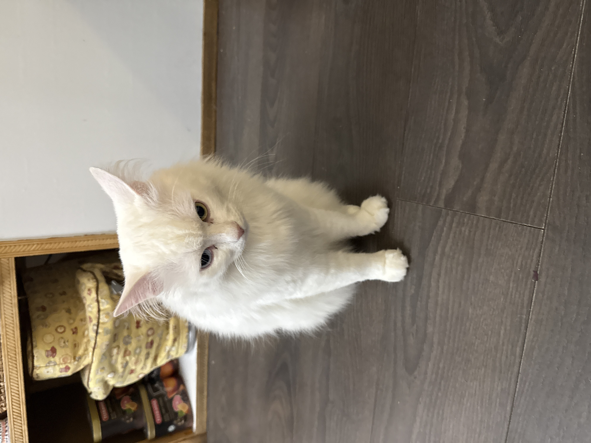 A white, long-haired cat is positioned on a dark gray wood-patterned floor, near a cabinet. The cat is looking up towards the camera. The cabinet, visible in the lower-left corner, contains items including a yellow patterned pillow and packaged goods. The scene appears to be indoors.