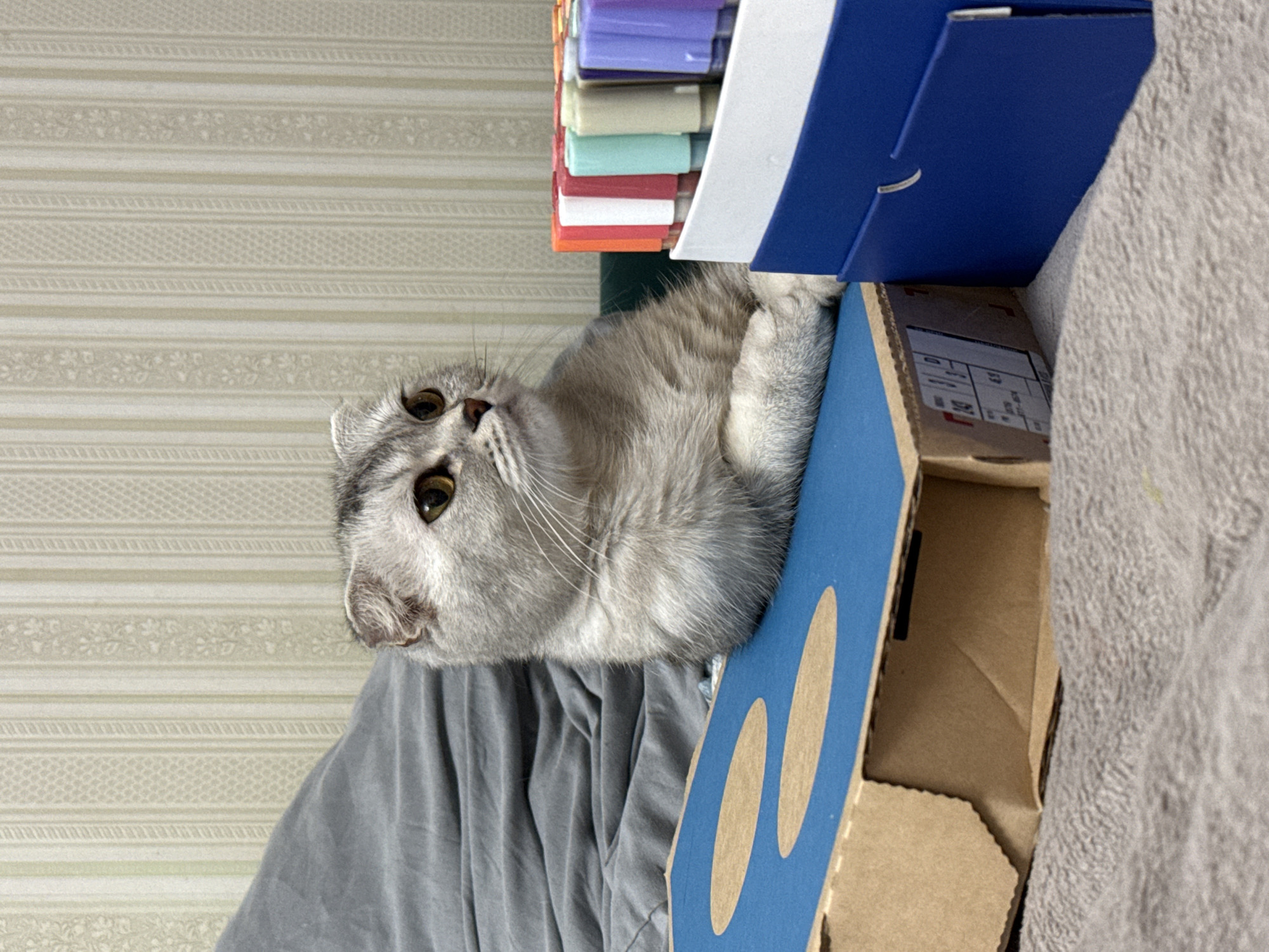 A Scottish Fold cat with grey fur and yellow eyes sits on a blue cardboard box, paws crossed, looking to the right. Next to the box is a white container filled with colorful markers. In the background, a grey pillow leans against a wall with striped wallpaper. The scene is indoors, on a grey textured surface that appears to be a bed or sofa. The lighting suggests it is daytime. The location is not specified in the image.