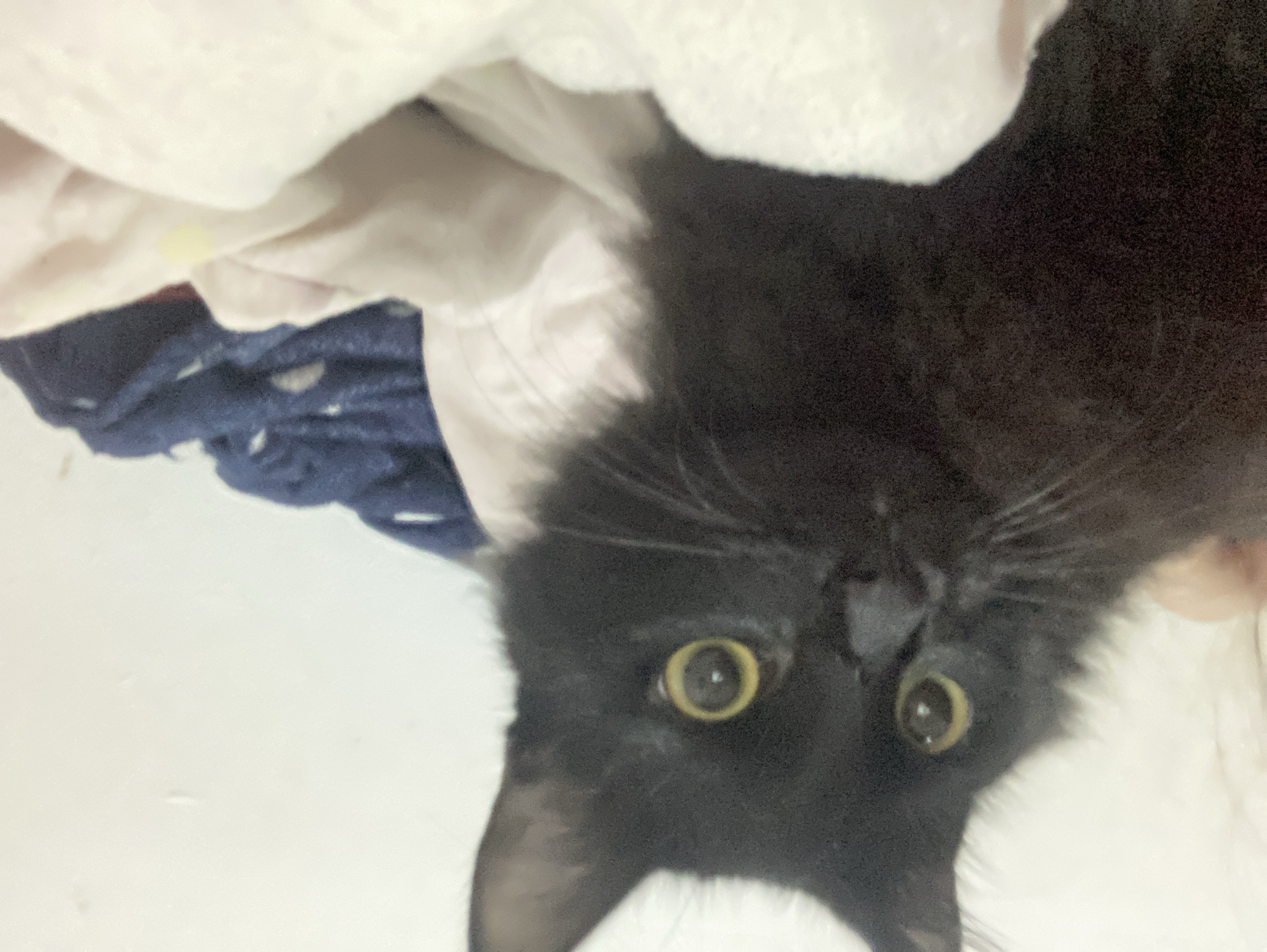 A close-up, slightly blurry photograph shows a black cat with yellow eyes looking directly at the camera. The cat is surrounded by a mix of white and blue fabrics, possibly clothing or bedding. The background is a light, neutral color. The image is oriented so that the cat's face appears upside down.