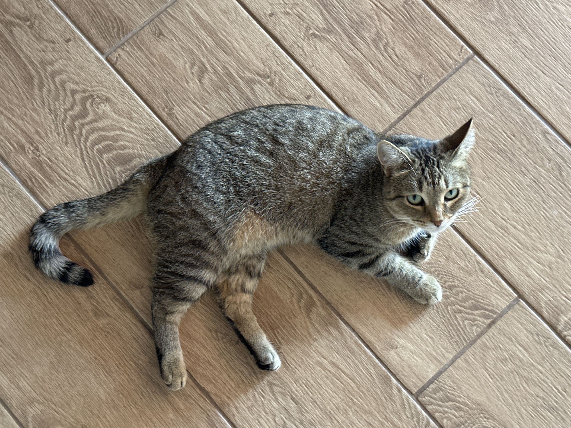 A tabby cat with green eyes is lying on a wooden floor. The cat is facing the camera and its body is curved. Its tail is curled around its body. The cat's fur is a mix of gray, black, and brown. The floor is made of light brown wooden planks. The scene is well-lit and the cat appears relaxed. The image is taken from a high angle.