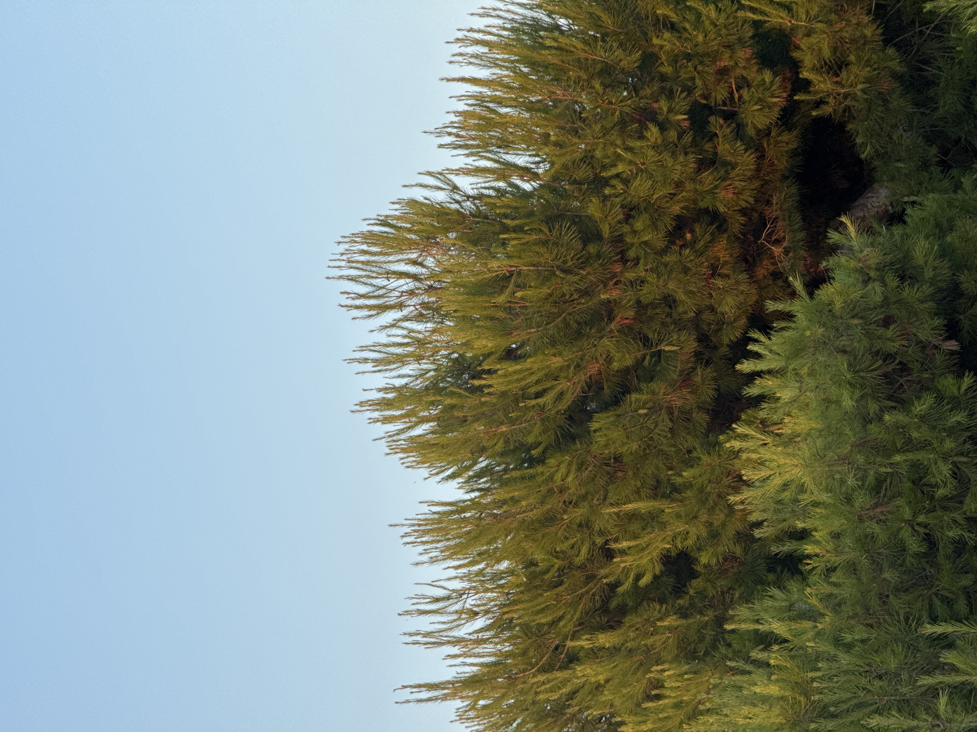The image captures a close-up, vertically oriented view of pine tree branches against a clear, pale blue sky. The pine needles are dense and have a vibrant green hue, with some branches illuminated by warm, golden sunlight, suggesting it is either early morning or late afternoon. The lighting creates a sense of depth and highlights the texture of the needles. In the background, parts of the sky are visible, indicating an outdoor setting. There are no people or specific objects visible, only the natural elements of the tree and sky. The overall impression is one of a serene and natural environment, characteristic of a Mediterranean climate like that of Torrevieja, Spain. The scene is peaceful and undisturbed, with no text present in the image.