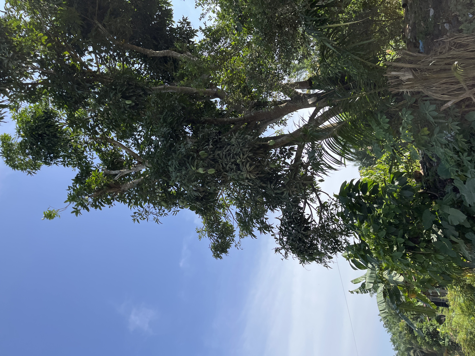 The image depicts a lush, tropical outdoor scene, likely in Sukajadi, Indonesia, under a clear blue sky with scattered white clouds. The foreground is dominated by the dense foliage of various plants, including large-leafed plants and what appear to be banana trees. A large mango tree stands prominently on the right side of the frame, its branches laden with green mangoes. The tree has a thick, textured trunk and its leaves are a vibrant green. In the background, more greenery and vegetation are visible, hinting at a rural or semi-rural environment. The overall impression is one of abundant natural growth in a warm climate. There are no people or animals visible in the image.