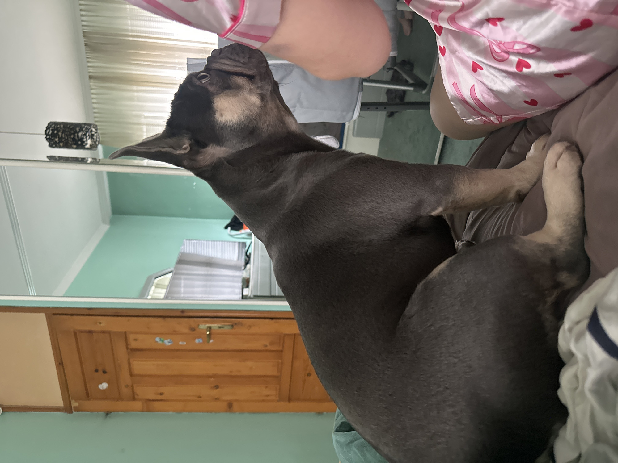 A medium-sized, dark gray dog with tan markings is perched on a brown fabric surface, possibly a bed or sofa. A person is partially visible wearing pink and white heart-patterned pajamas. The dog is looking upward and slightly to the left. The setting is inside a room with light green walls. A wooden dresser with drawers is seen in the background, partially obscured by a large mirror. Other items in the room include a white window shade, a black-and-white cylindrical object near the mirror, and a piece of exercise equipment.