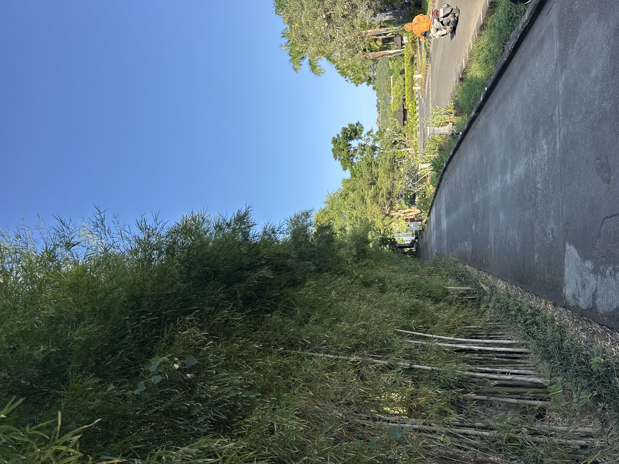 A vertical shot shows a paved pathway curving to the right in Kuta Selatan, Indonesia. A dense row of bamboo plants lines the left side of the path, with several cut bamboo sticks stacked horizontally at its base. On the right, the path is bordered by a variety of greenery and taller trees in the background. The sky is a clear, light blue. Further down the path, a person on a motorcycle can be seen. Buildings and more trees are visible in the distance.