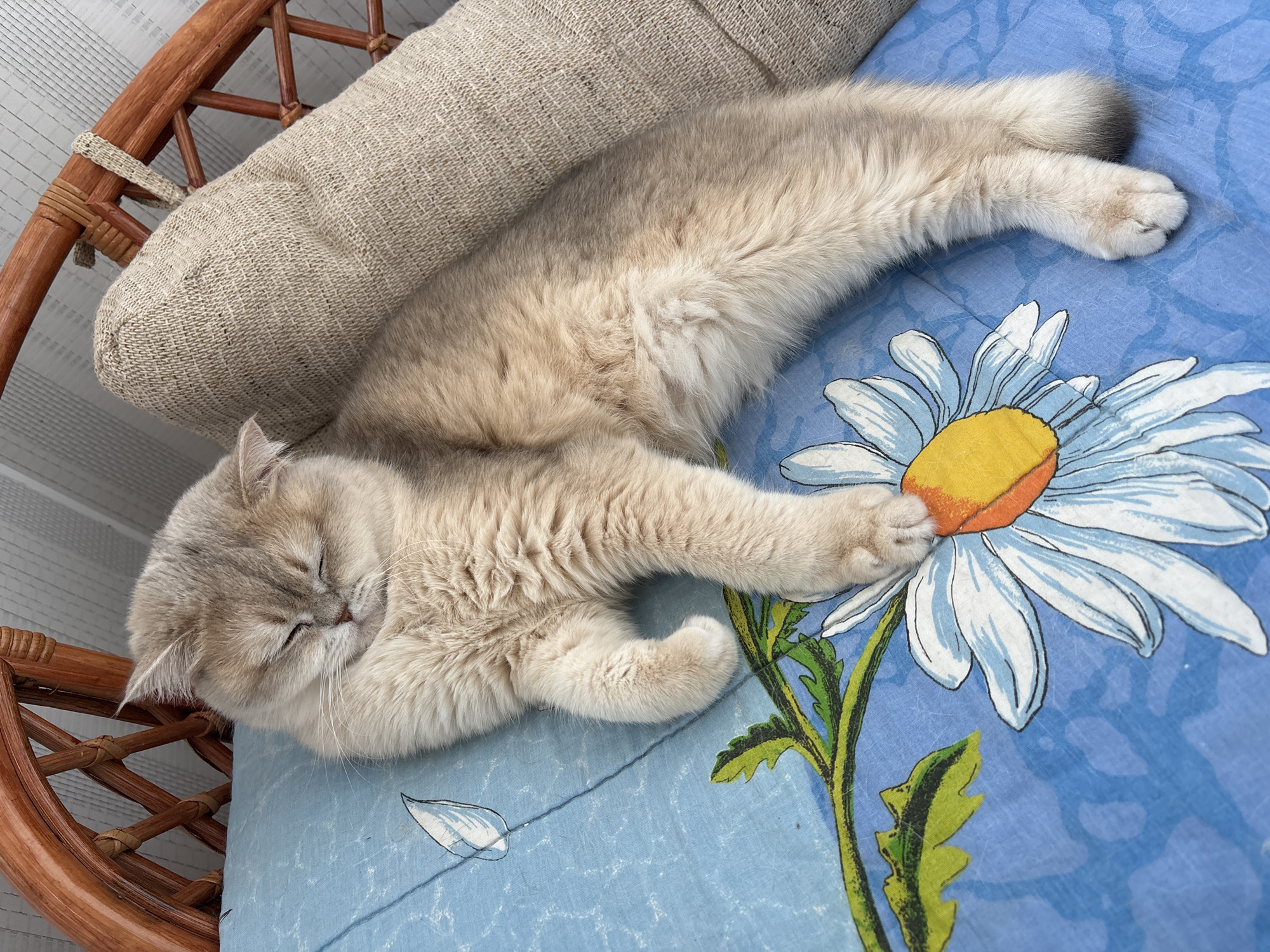 A light tan, fluffy cat is sleeping on a blue fabric surface adorned with a large daisy print. The cat is positioned with its head near a beige cushion and its body stretched out, one paw resting on the center of the daisy. The scene includes a woven chair visible in the background. There is no evidence in the image to support the image being taken in the city of Chaikovsky, Russia.