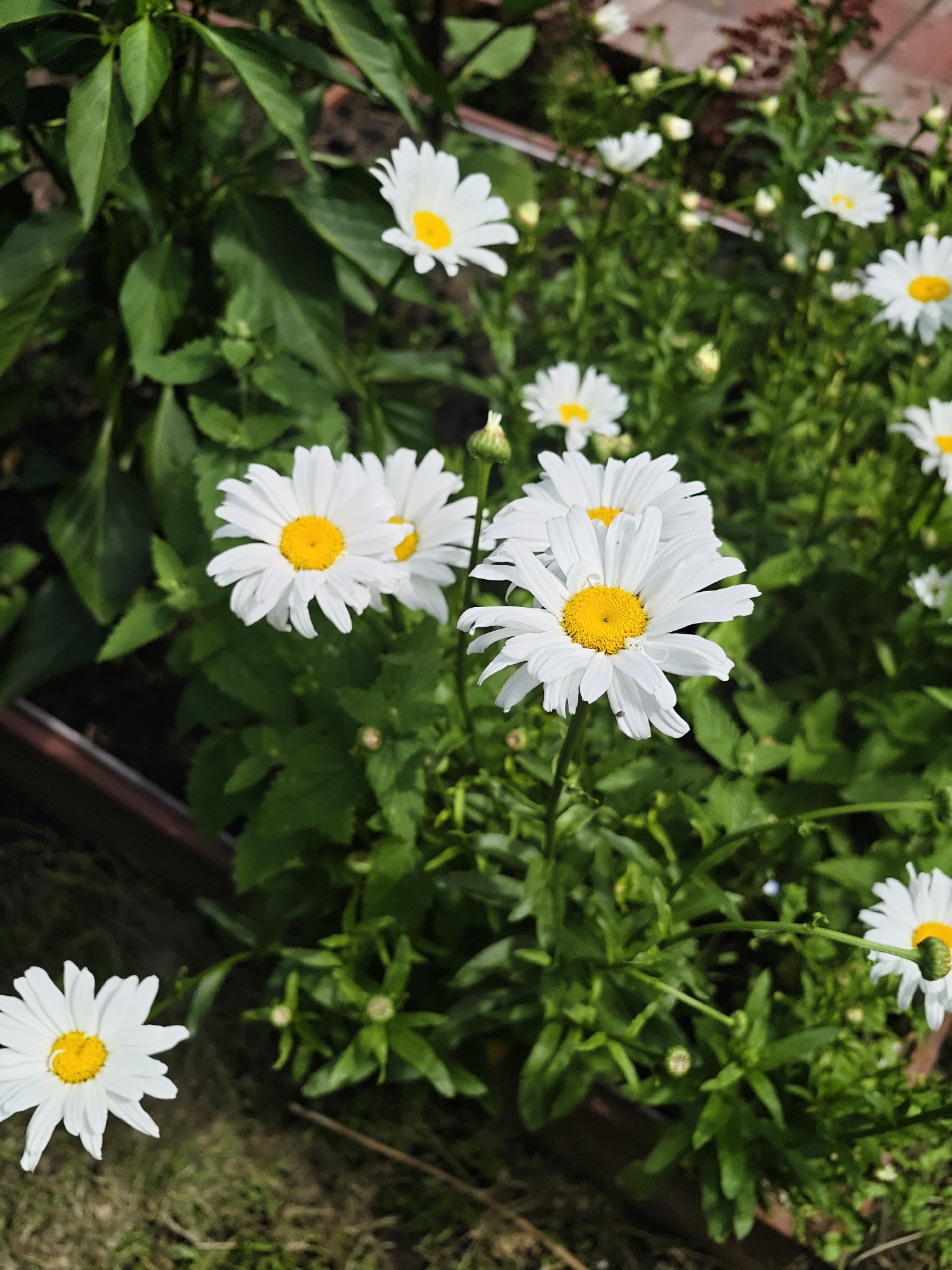 A group of white daisies with yellow centers are blooming in a garden. Some daisies are in focus and clear, while others are blurred and out of focus. The background consists of green leaves and soil. The image is taken in Zelenodol'sk, Russia, and appears to be a close-up shot of a flower bed. There are no people or animals visible in the image. The lighting suggests it is daytime, with natural sunlight illuminating the flowers.