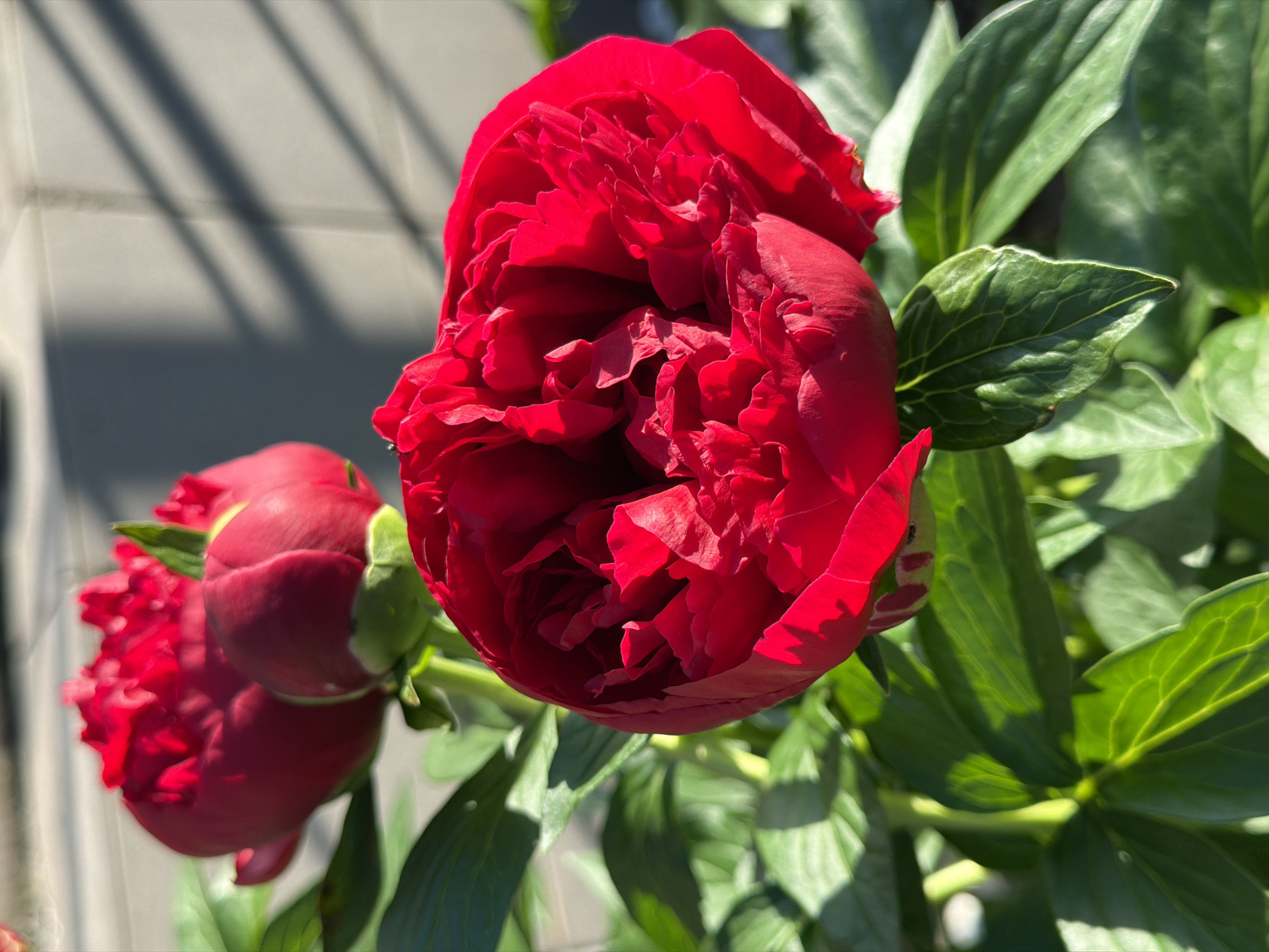 A close-up, eye-level, outdoor shot focuses on two vibrant red peonies in bloom, set against a backdrop of green foliage and a neutral, tiled wall. The peony in the foreground, on the right, is fully open, showcasing its ruffled petals. To its left and slightly behind, another peony is partially open, with a smaller bud nestled beside it. The foliage is lush and green, with strong sunlight casting shadows from thin, vertical bars onto the wall behind the flowers. The scene is bright and appears to be a sunny day.