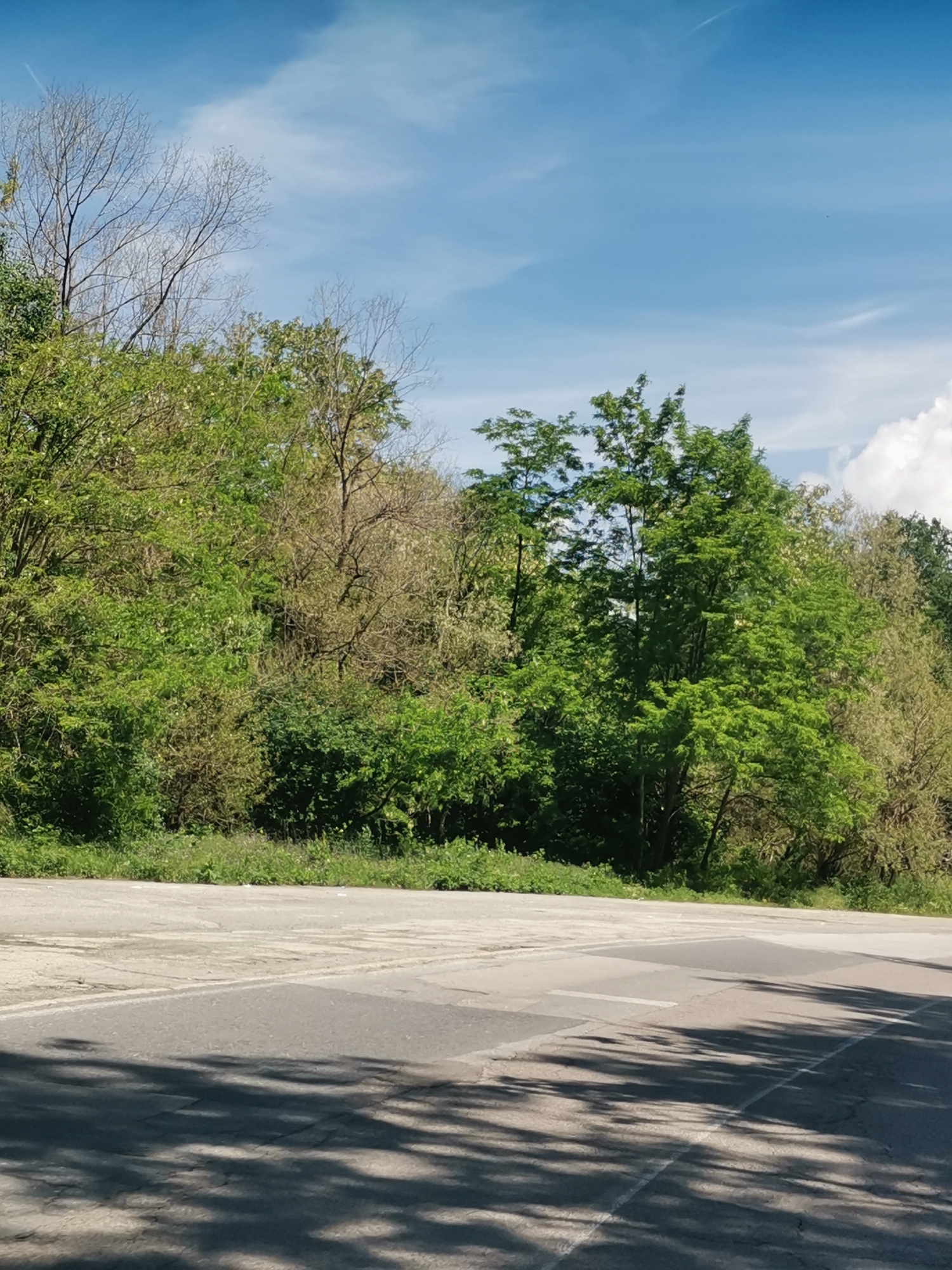 The image depicts a paved area with visible road markings, casting distinct shadows of trees onto its surface. Beyond the pavement, a dense line of foliage forms a natural barrier, with a mix of green and some deciduous trees exhibiting bare branches against a bright blue sky with scattered white clouds. The scene appears to be a roadside or an open area bordering a wooded section, possibly within or near the city of Momin Prohod, Bulgaria. There are no people or animals visible in the frame.