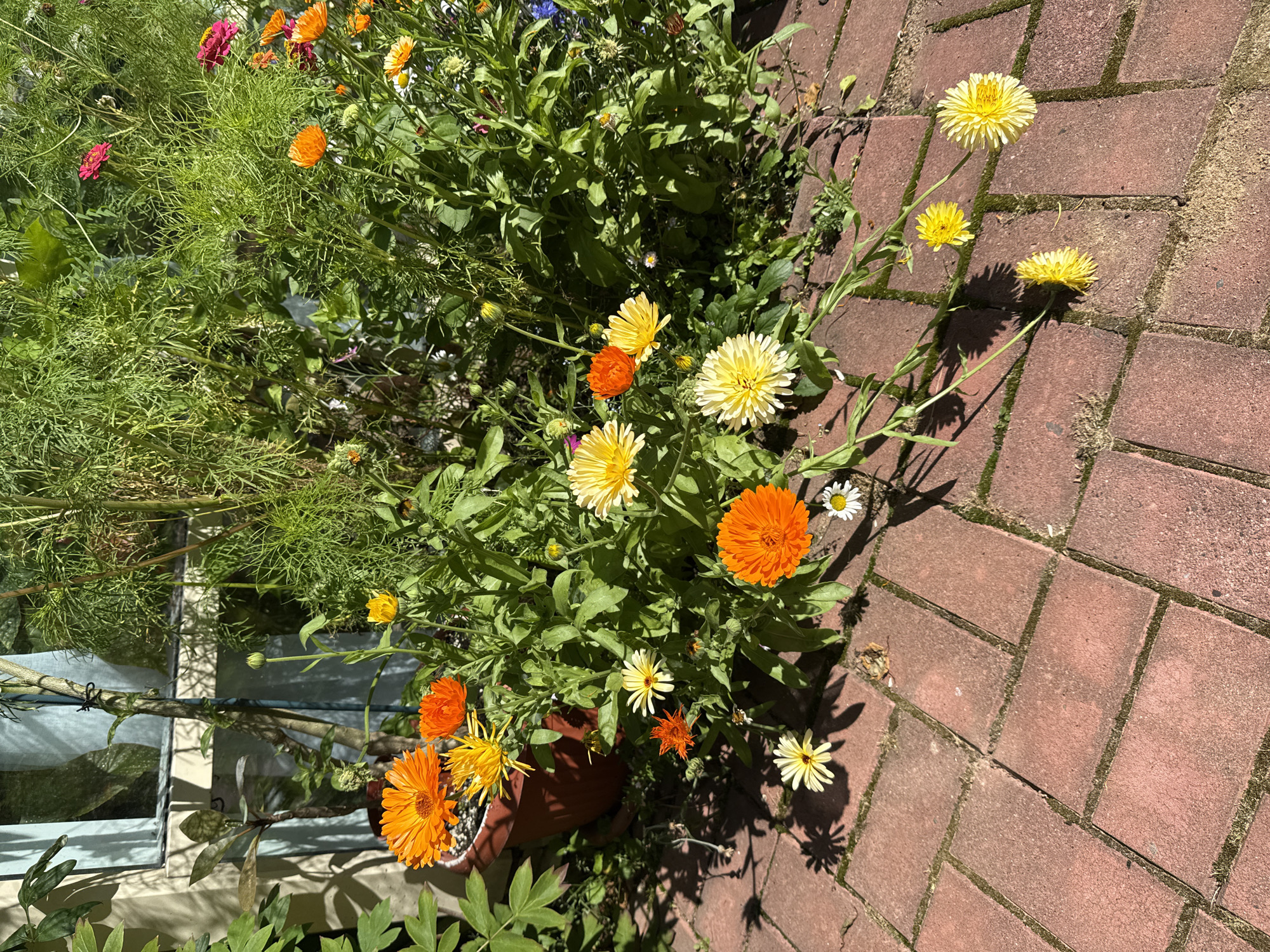 In Yukki, Russia, an outdoor scene captures a vibrant flower garden bathed in sunlight. A collection of brightly colored flowers, predominantly in shades of orange, yellow, and white, bloom in a terracotta pot and are also scattered around the base of the plants. The flowers are a mix of daisy-like varieties with many petals and some with fewer, more prominent petals. They are nestled amongst lush green foliage and tall, feathery plants. The garden is situated on a brick pathway laid in a herringbone pattern, with patches of moss growing between the bricks. In the background, a window with a light blue frame and a sheer curtain is visible, suggesting the garden is attached to a building. Sunlight casts distinct shadows of the plants and flowers onto the brickwork, creating a dynamic play of light and shade. The overall impression is one of a well-tended and colorful garden space.
