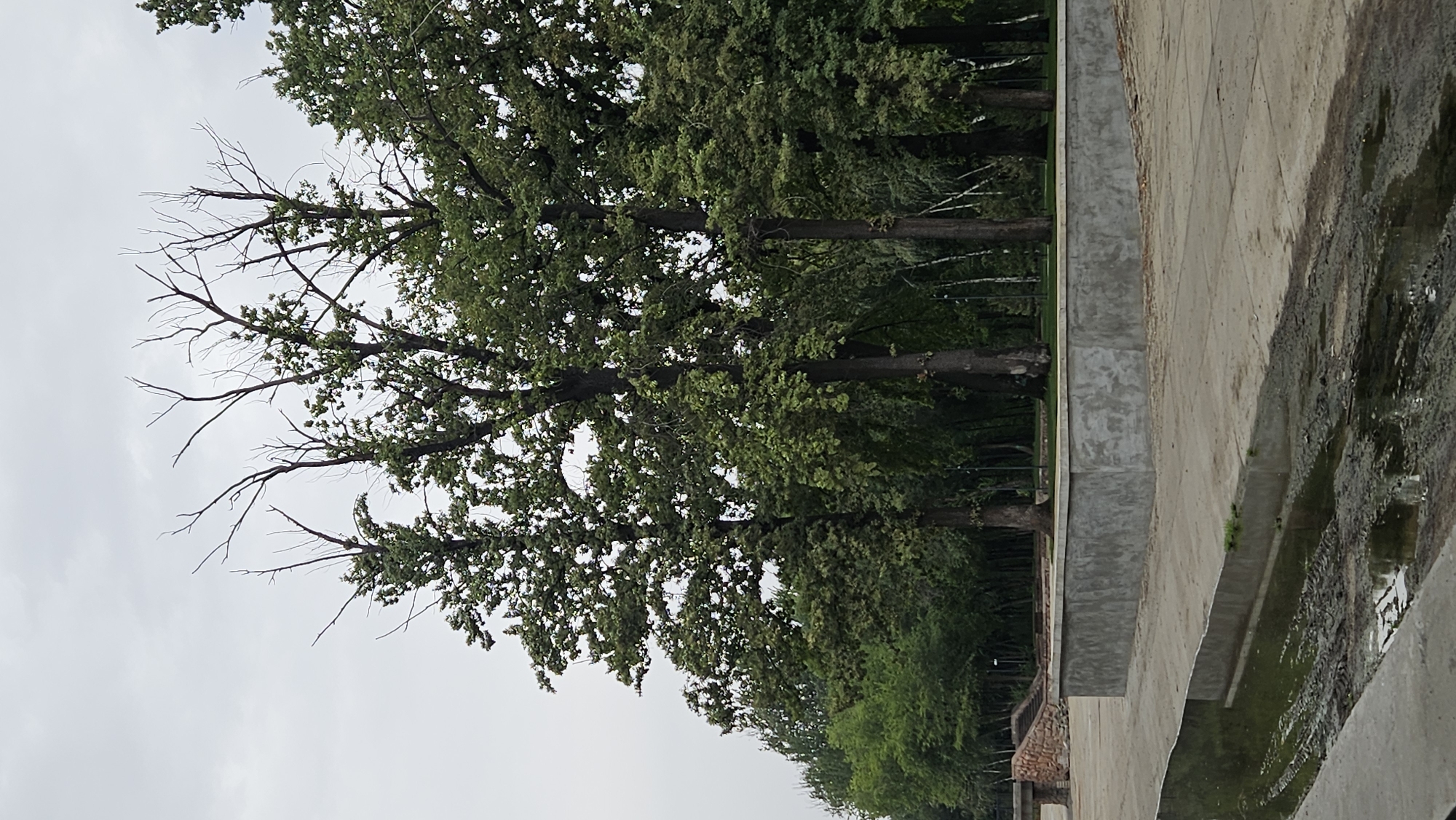 A wide shot captures a section of a park in Almaty, Kazakhstan, under an overcast sky. In the foreground, a concrete walkway borders a shallow, muddy channel with visible tire tracks. Behind this, a raised, rectangular concrete planter box sits on a paved area. Beyond the planter, a dense line of mature trees with green foliage dominates the middle ground, with several older trees showing bare, skeletal branches extending towards the sky. In the far background, more trees create a darker, verdant backdrop, interspersed with birch trees. To the left, a stone embankment with stairs is partially visible. The scene is devoid of any people or animals, presenting a quiet, naturalistic setting within the urban landscape.
