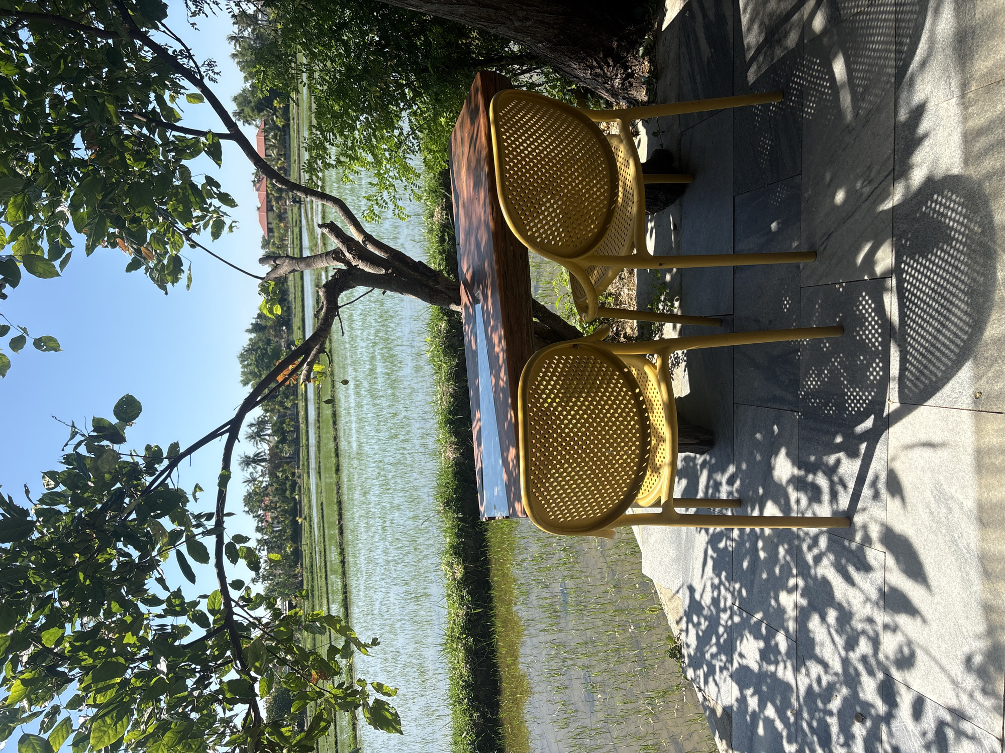 This is an outdoor scene in Đà Nẵng, Vietnam, likely a cafe or restaurant overlooking a rice paddy. In the foreground, two yellow, perforated plastic chairs sit on a tiled patio. A wooden table with a glossy blue top is positioned between them. The table is supported by a rustic, tree-like base. Beyond the patio, a lush green rice paddy stretches into the distance. The paddy is flooded with water, reflecting the clear blue sky. In the mid-ground, a narrow strip of green grass separates the patio from the paddy. Further in the distance, there are several buildings with red tile roofs and palm trees, indicating a rural or semi-rural setting. The scene is shaded by the leaves of a large tree in the foreground, casting dappled shadows on the patio. The overall impression is one of serene natural beauty and a peaceful outdoor dining or relaxation area.