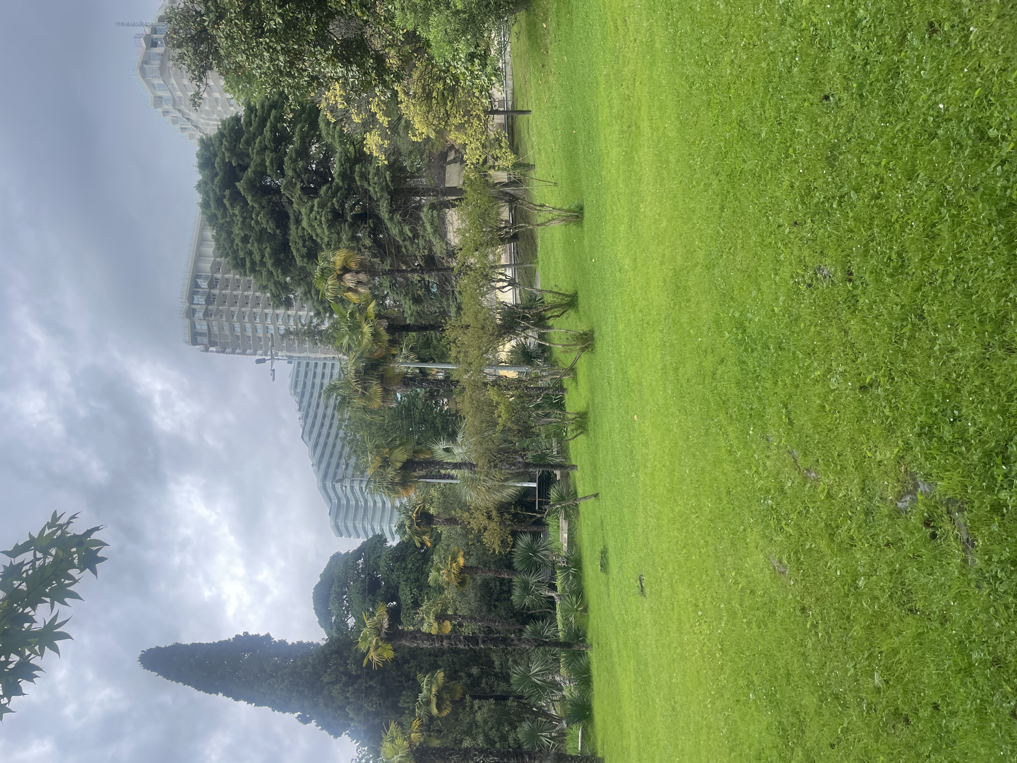 The image shows a park in Sochi, Russia. The park features a large, green lawn that extends from the foreground into the distance. A line of palm trees and other trees borders the lawn, creating a natural barrier. In the background, tall, modern buildings can be seen against a cloudy sky. The scene is likely taken during daytime, as indicated by the lighting and shadows. There are no people visible in the shot.