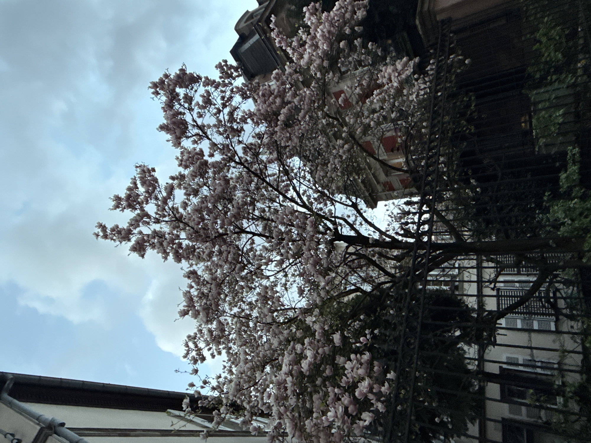 The image displays a residential street scene in Strasbourg, France, captured from a low angle. A large magnolia tree, fully covered in pale pink and white blossoms, dominates the central and upper sections of the frame, with its dark branches visible amidst the flowers. In the foreground, a dark, wrought-iron fence runs horizontally, partially obscured by the lower foliage of the tree. To the left, a light-colored building with a visible dark roof edge and a vertical drainpipe is partially visible, with closed shutters on its windows behind the fence. To the right, an ornate residential building with a reddish-orange facade detail and white window frames is seen through the magnolia's branches. This building features a prominent dark grey mansard roof with dormer windows. The background consists of an overcast sky with varied cloud formations and patches of lighter blue. No individuals or actions are present in the scene. The blooming magnolia indicates a spring season.