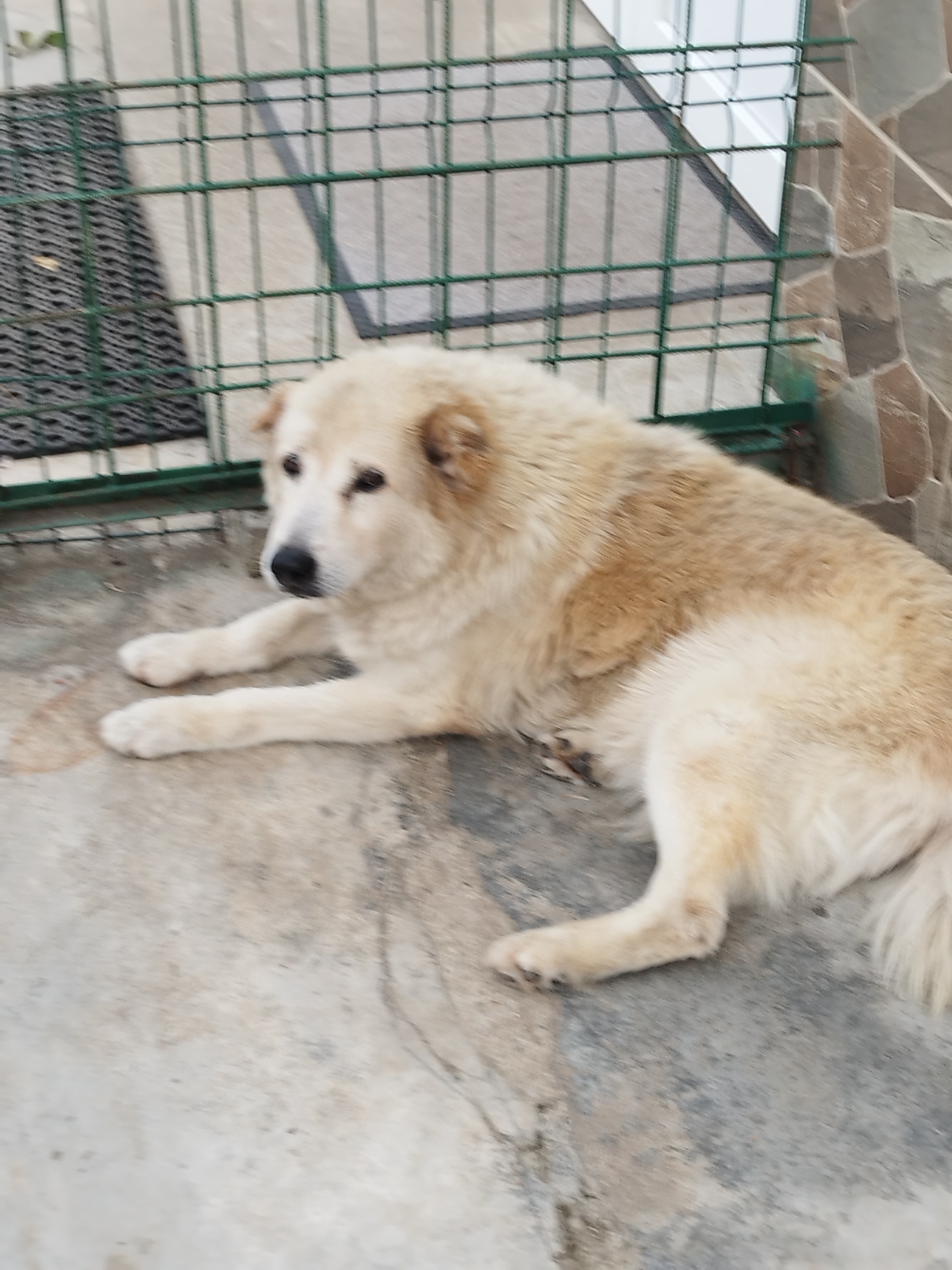 A medium-sized, long-haired dog with light brown and white fur is lying on a concrete surface outdoors. The dog is facing to the left of the frame, with its head turned slightly towards the viewer. Its eyes are dark, and its nose is black. The dog's front paws are extended forward. In the background, a green metal fence is visible, with a dark grey mat behind it. To the right of the fence, a wall made of stacked, irregular stone tiles in shades of brown and grey is present. The scene appears to be in a residential area, possibly a courtyard or patio, in Bucharest, Romania.