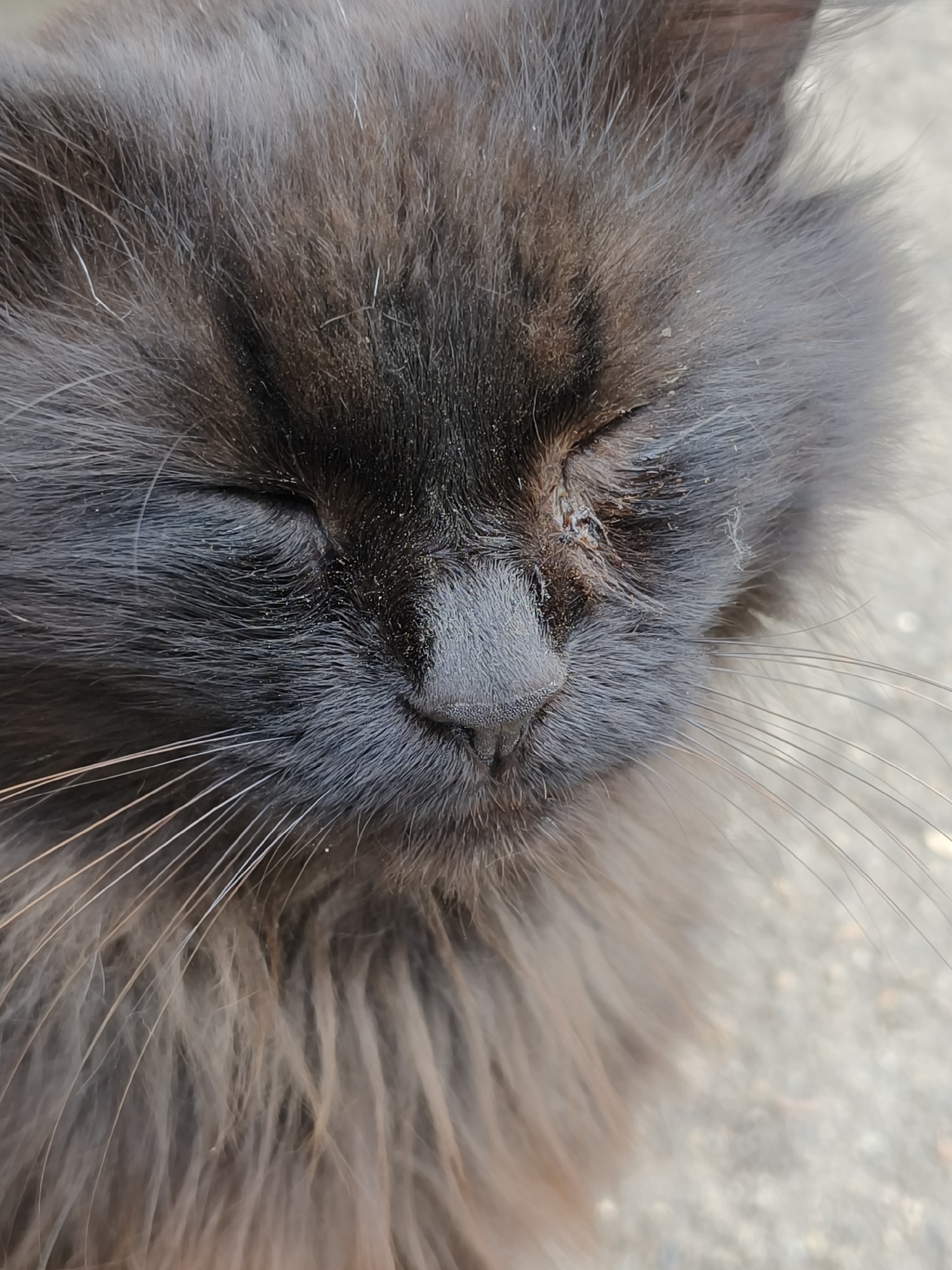 The image is a close-up shot of a black cat's face. The cat has its eyes closed and appears to be resting. Its fur is long and fluffy, with some lighter brown or grey highlights. The cat's nose is visible and appears slightly textured. There is some debris or dirt on the cat's face, particularly around its closed eye. The background is out of focus and appears to be a textured, light-colored surface, possibly concrete or asphalt. No specific location in Kryvyi Rih, Ukraine, can be identified from the image.