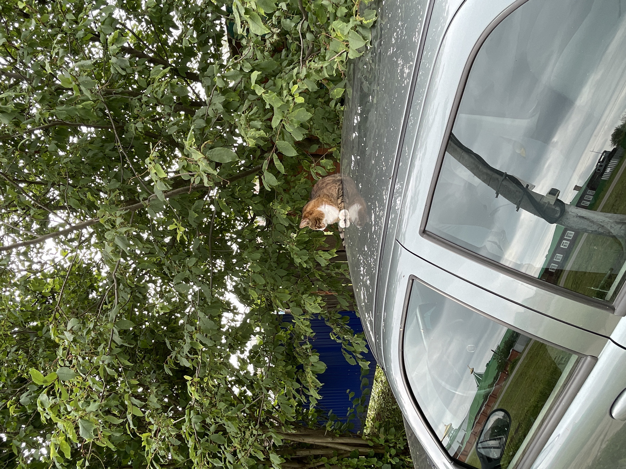 An outdoor, eye-level shot features a gray car parked under a large tree. A brown and white cat is sitting on the roof of the car, facing left and looking slightly up and to the left. The car's roof is slightly dusty. Behind the car, the tree's branches with green leaves are prominent, and a blue fence is visible through the foliage. The background shows a grassy area with some buildings reflected in the car's windows. The sky appears overcast.