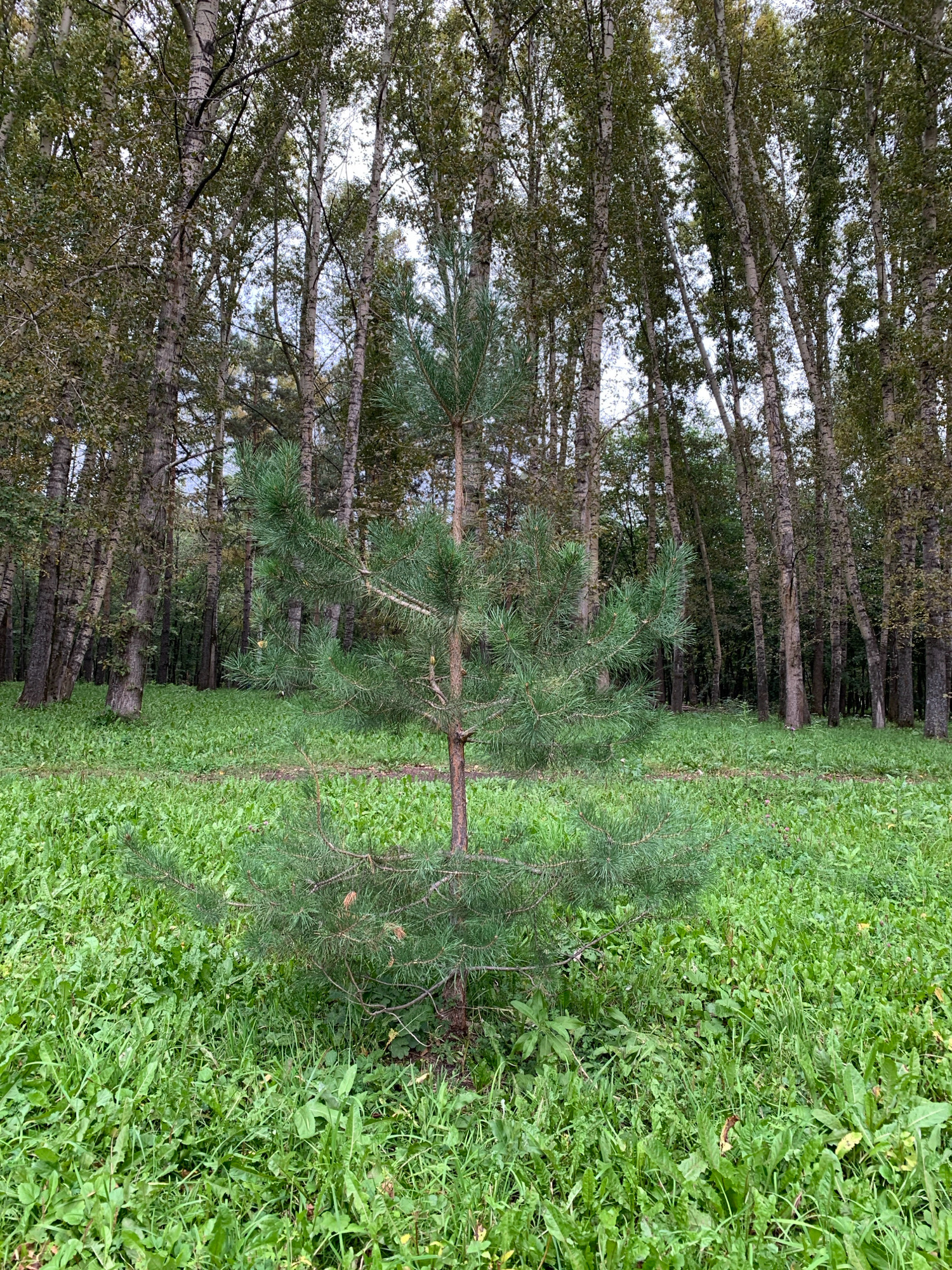 A young pine tree stands in a clearing in a park in Prokopyevsk, Russia. The pine tree is surrounded by green grass and other vegetation. In the background, there is a dense forest of tall trees with thin, white bark, likely birch trees. The sky is overcast. There are no people or animals visible in the image.