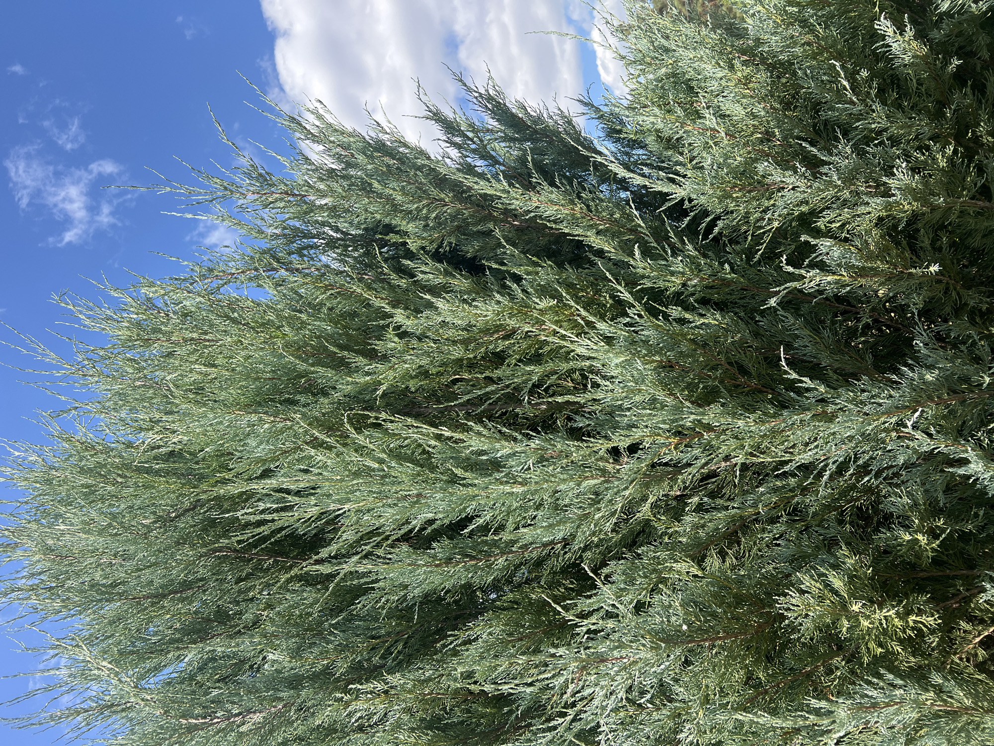 A close-up, eye-level shot captures the dense foliage of a coniferous evergreen tree against a bright blue sky dotted with white clouds. The tree's needles are a muted, silvery green, with thin, brown branches visible beneath the dense cover. The lighting suggests a sunny day, casting subtle shadows within the tree's branches. The scene is natural and uncluttered, with no people or man-made objects visible.