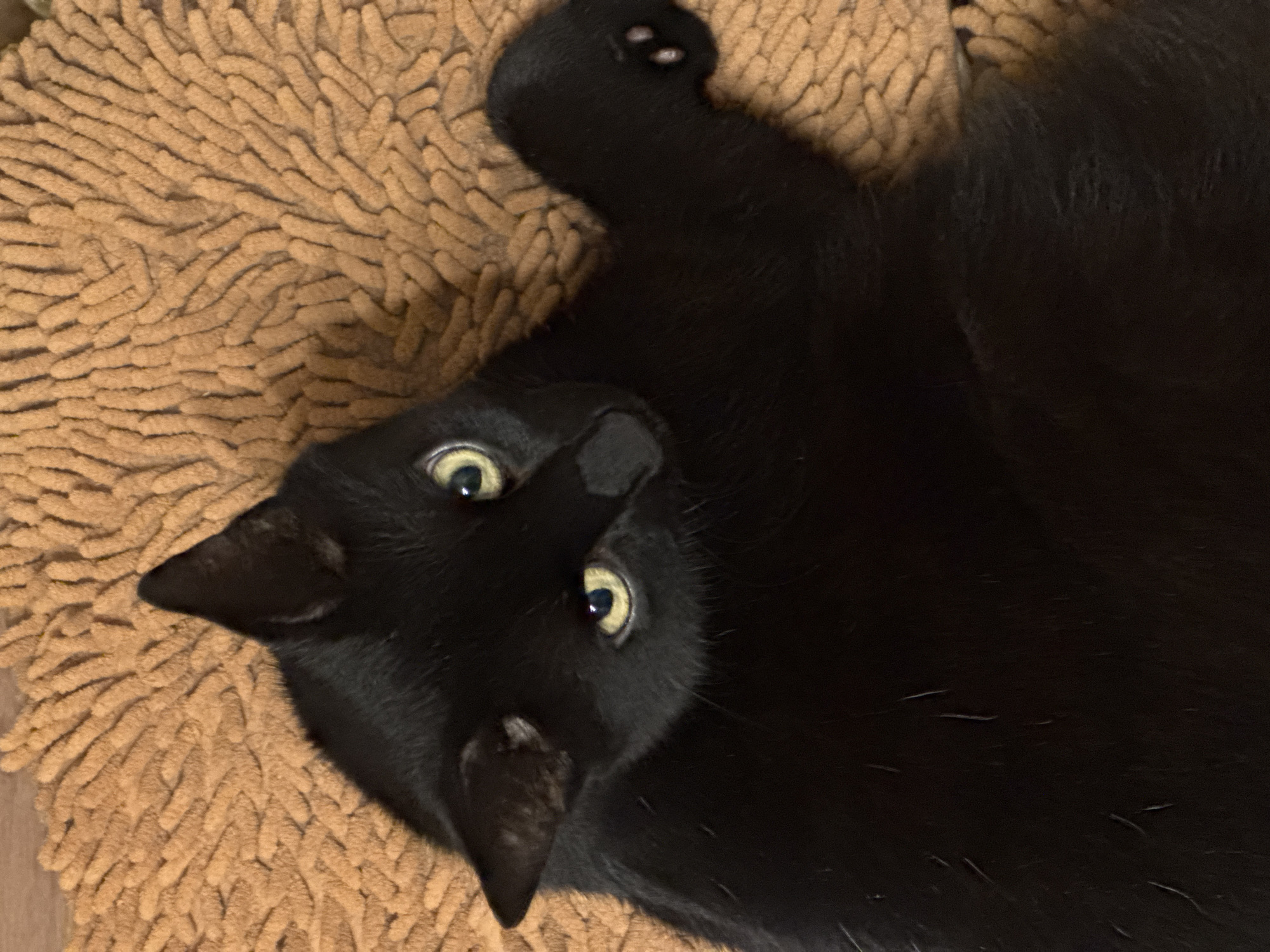 A black cat is depicted lying on its back on a textured, shaggy tan rug in an indoor setting, likely in Izhevsk, Russia. The cat's head is positioned towards the bottom of the frame, looking directly upwards at the camera. Its wide, alert eyes are a vibrant yellow-green with small black pupils, conveying an expression of curiosity or surprise. One of its black paws, with visible pads, is curled near the top left of the frame, while the rest of its sleek, dark body extends across the textured rug. The rug features a distinct, noodle-like or shaggy pattern in a light brown or tan color, providing a soft contrast to the cat's dark fur. The lighting is even and soft, suggesting an indoor environment without harsh shadows. No people or visible text are present in the image. The scene captures an intimate and relaxed moment of the animal.