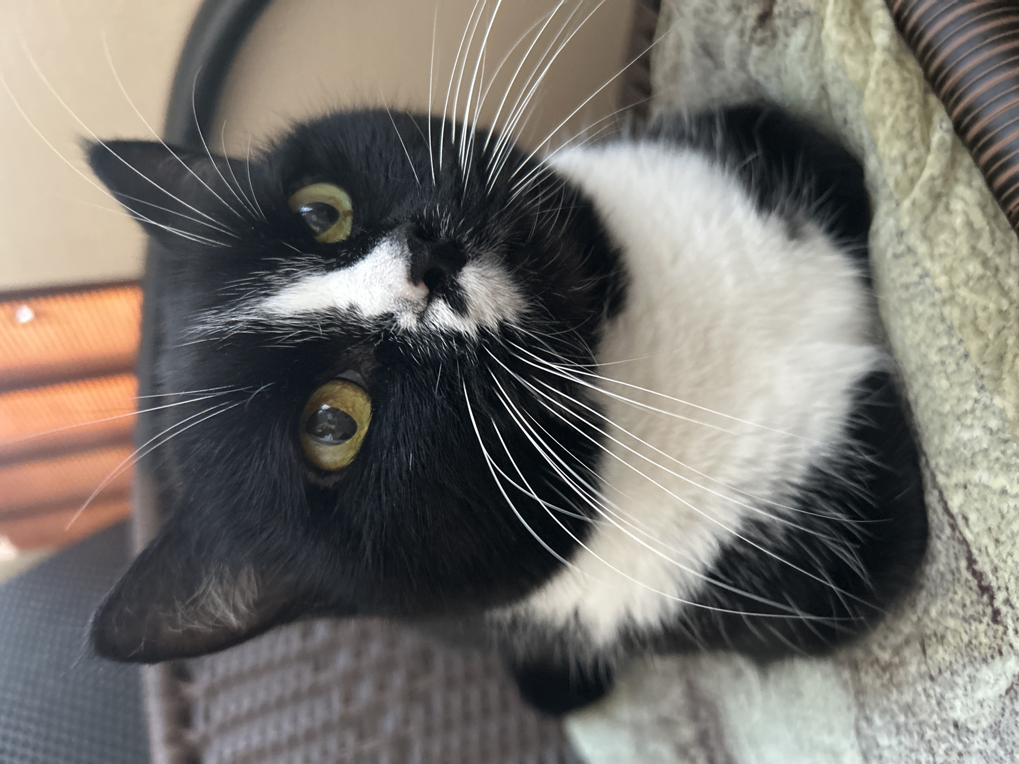 A close-up, eye-level shot focuses on a black and white cat with striking yellow eyes. The cat is positioned centrally, facing to the right, with its body mostly obscured as it rests on a textured, light-colored surface. Its fur is predominantly black, with a distinct white blaze extending from its nose up its forehead and a white chest. Long, white whiskers fan out from its muzzle. The background is softly blurred, showing hints of a woven texture and what appears to be the ribbed pattern of outdoor furniture, with an orange, striped element visible further back, possibly a heater or lamp. The overall lighting is bright, suggesting an outdoor or well-lit indoor environment. The image does not depict any identifiable landmarks or details that would place it specifically in Ivanteyevka, Russia, or any other city.