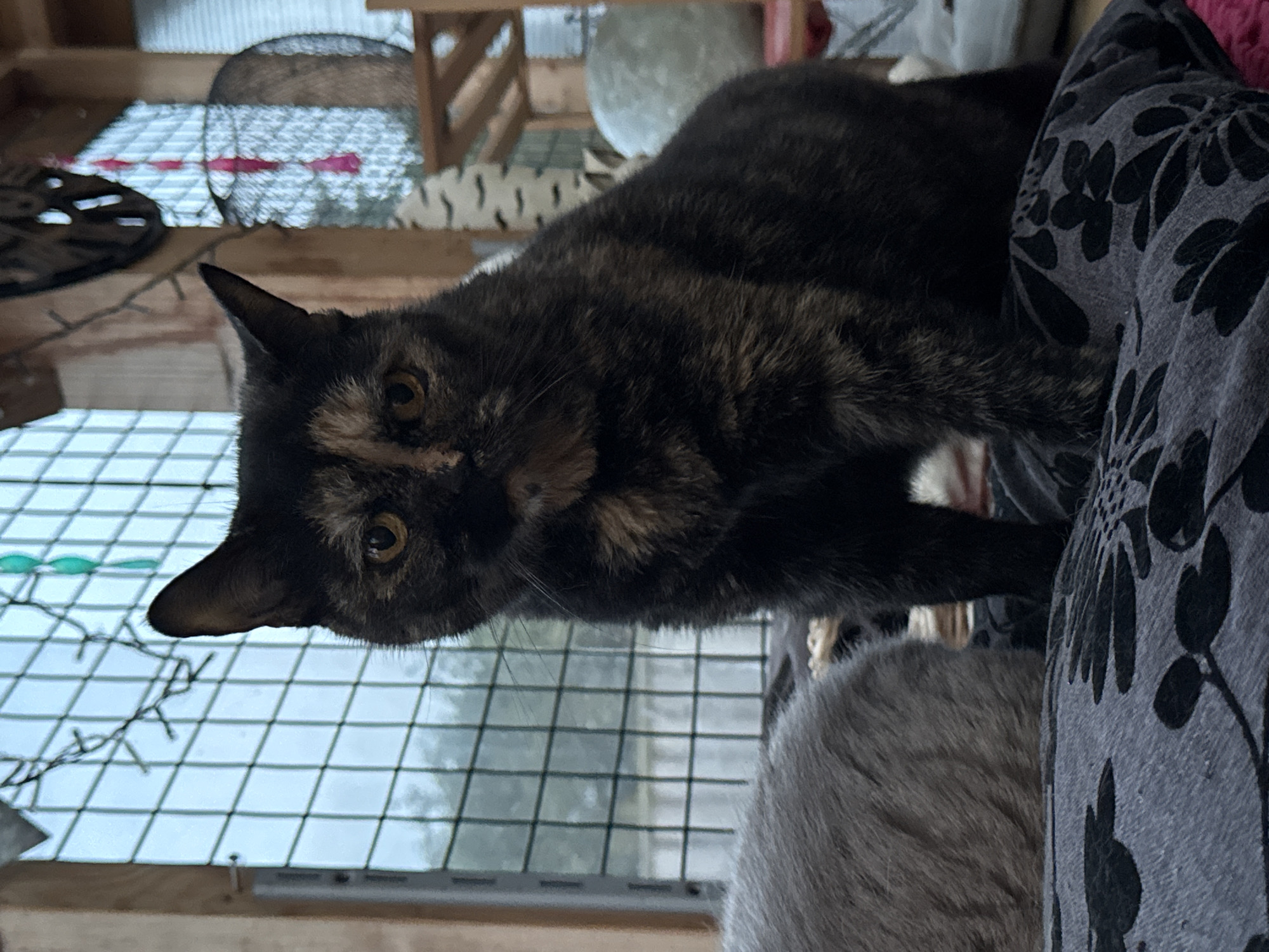 A tortoiseshell cat is perched on a gray floral patterned cushion, looking down at the viewer. The cat's face is close to the foreground and the view includes part of its body. The background consists of a window with a wire mesh screen, parts of wooden furniture, and strands of decorative lights. The location is not discernible from the image.