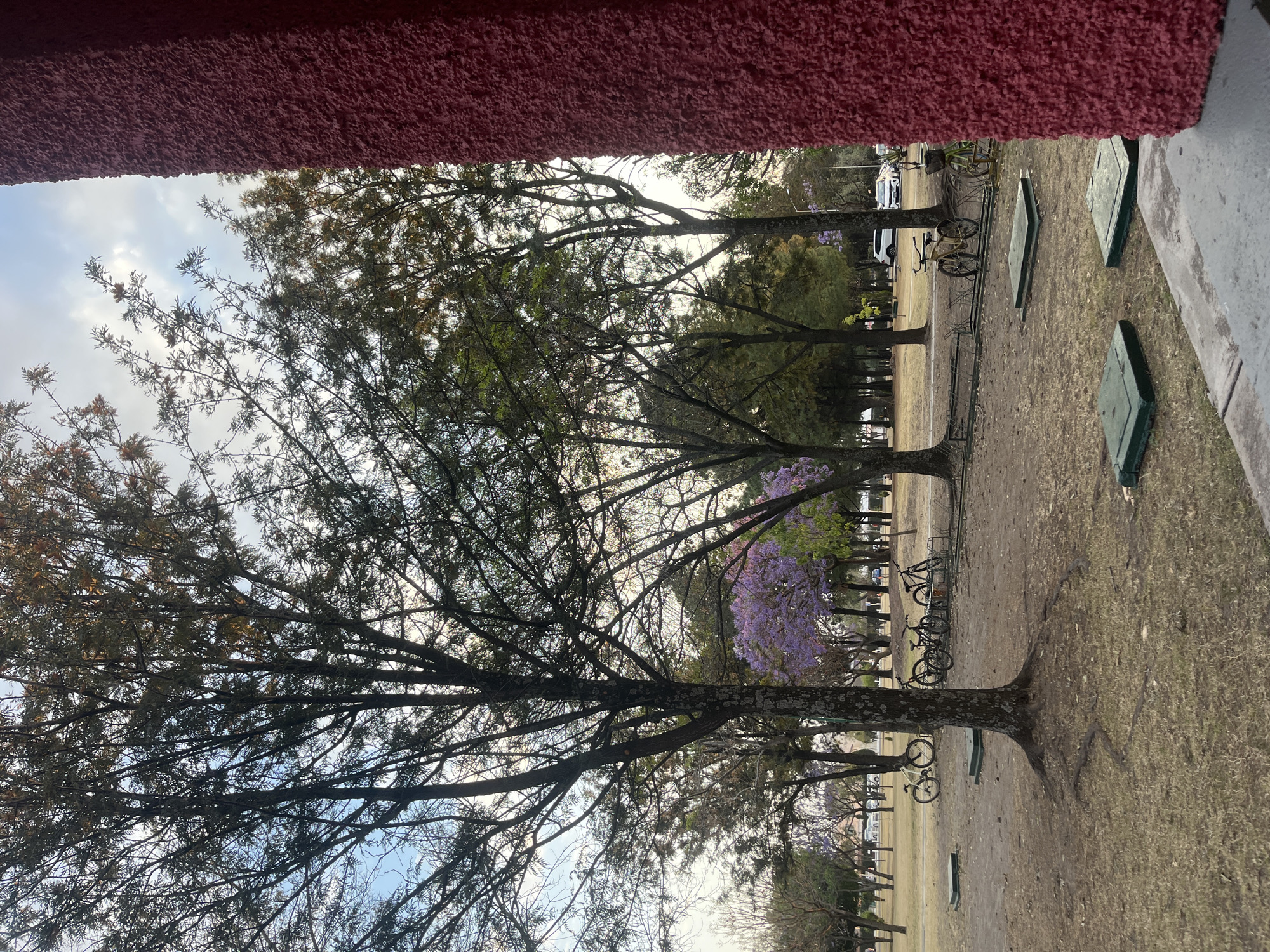 The image depicts an outdoor park or green space located in San Andrés Cholula, Mexico, observed from a low vantage point looking outwards. The foreground on the right is dominated by a textured reddish-brown vertical wall or pillar, with a gray concrete ledge immediately below it. On the ground directly in front of this ledge and extending into the park area, three rectangular green access covers are visible.
The midground and background consist of a park environment characterized by numerous trees with varying foliage; some exhibit bare or sparse branches, while others display green leaves, and several prominent trees feature purple blossoms, consistent with Jacaranda trees. The ground is covered with patchy, dry grass and areas of exposed dirt. Multiple bicycles are present: one white bicycle leans against a tree on the left, and a cluster of four dark-colored bicycles is parked near the center, alongside a metal bike rack structure. Another yellow bicycle is visible further right, also near the rack. No individuals are visible.
In the distant background, beyond the trees, a paved road is discernable, with at least two white automobiles visible, suggesting a street adjacent to the park. The sky above is partly cloudy with soft, diffused light, indicating either early morning or late afternoon conditions.