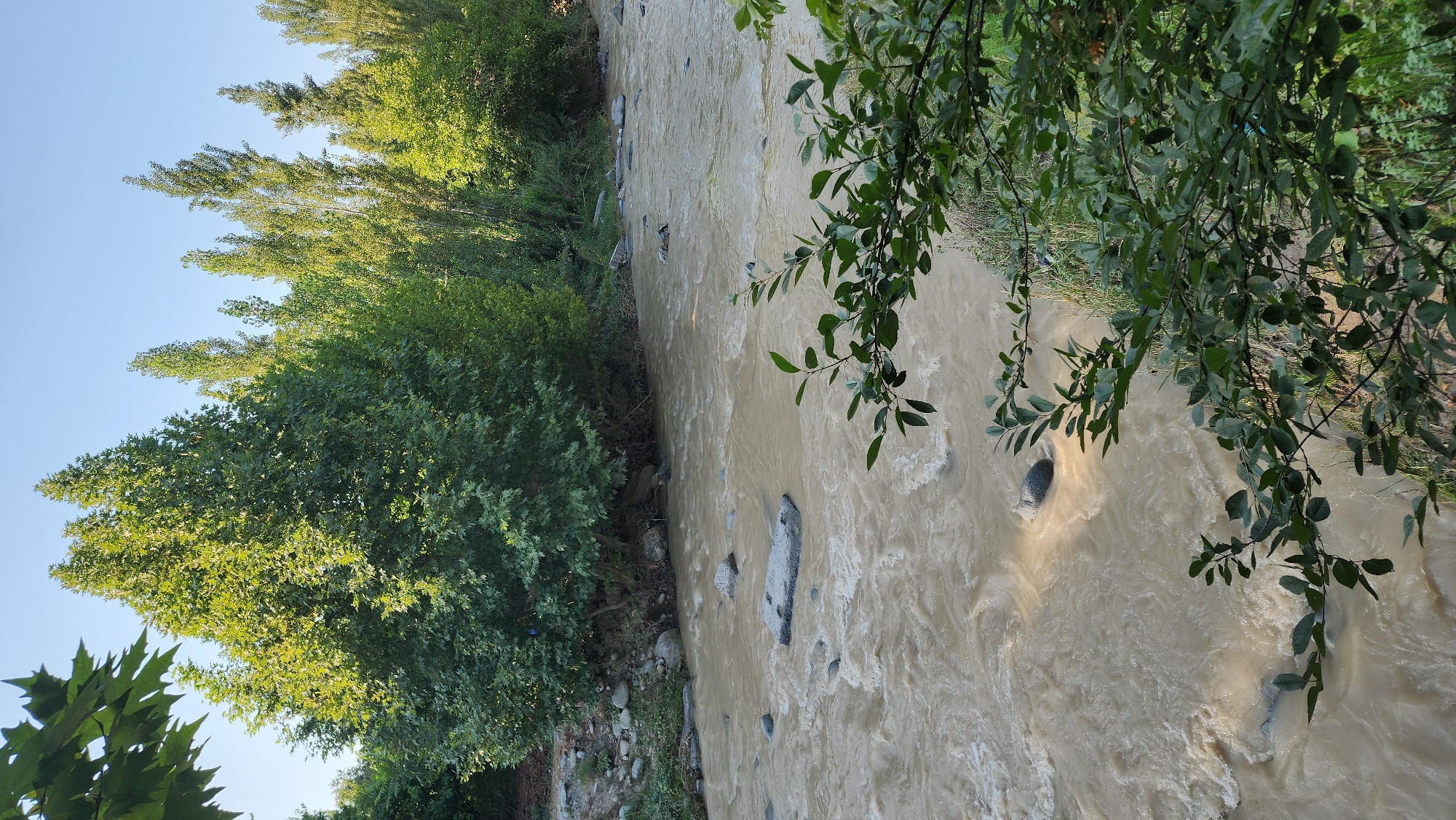 A wide, muddy river flows through a natural landscape. On the left bank, a dense line of mature trees with dark green foliage forms a natural barrier. The riverbed is visible with scattered rocks and stones, some partially submerged in the swirling, murky water. On the right side, the riverbank is covered with lush green vegetation, including grass and the branches of leafy trees, some of which overhang the water. The sky above is clear and bright blue. The overall scene depicts a serene, natural environment.