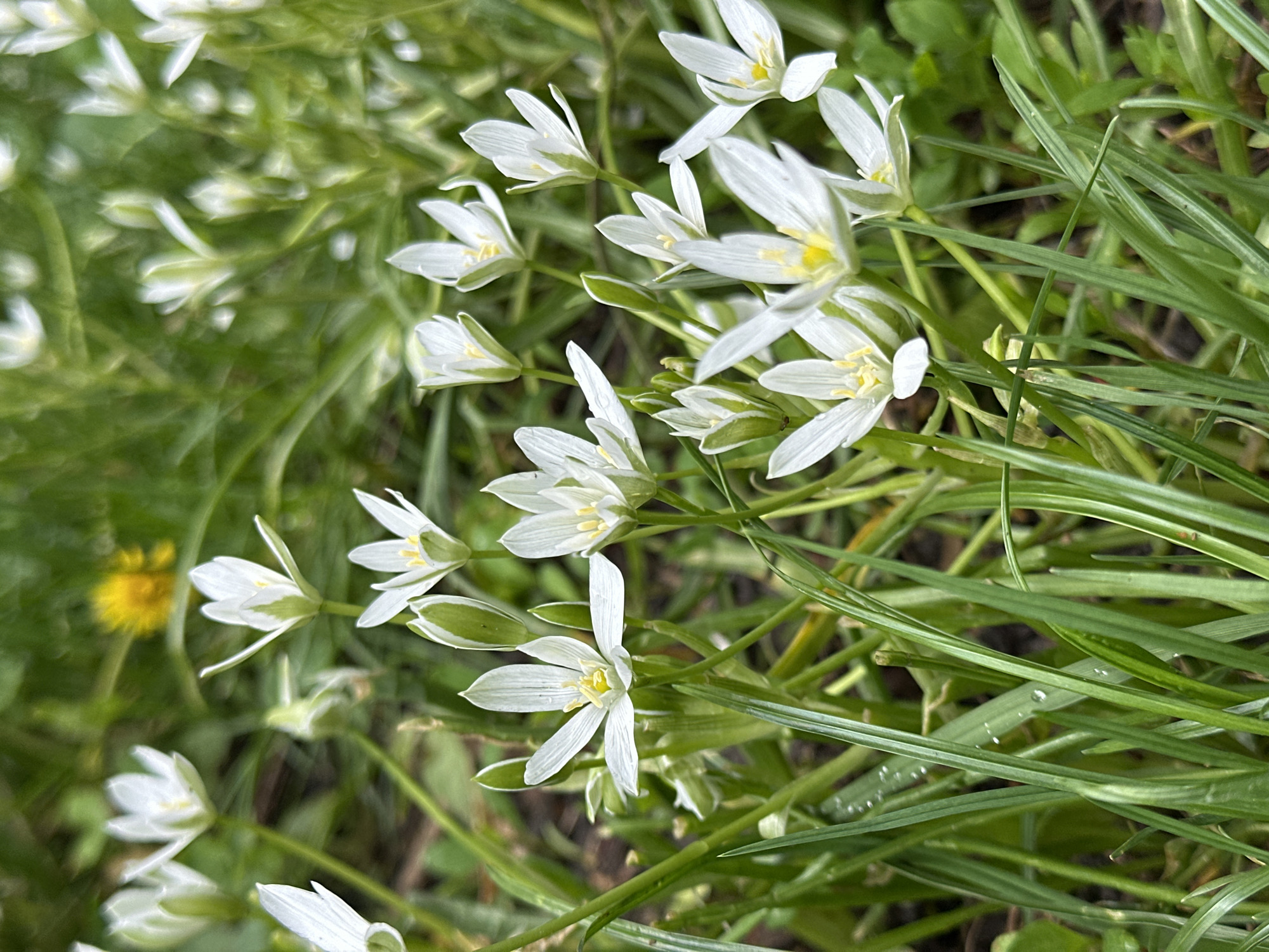 The image captures a cluster of Star-of-Bethlehem flowers (Ornithogalum umbellatum) interspersed with blades of grass. The flowers are predominantly white with yellow centers. Some flower buds are partially green. A single yellow dandelion is visible in the background. The location is in the city of Unknown, Unknown.