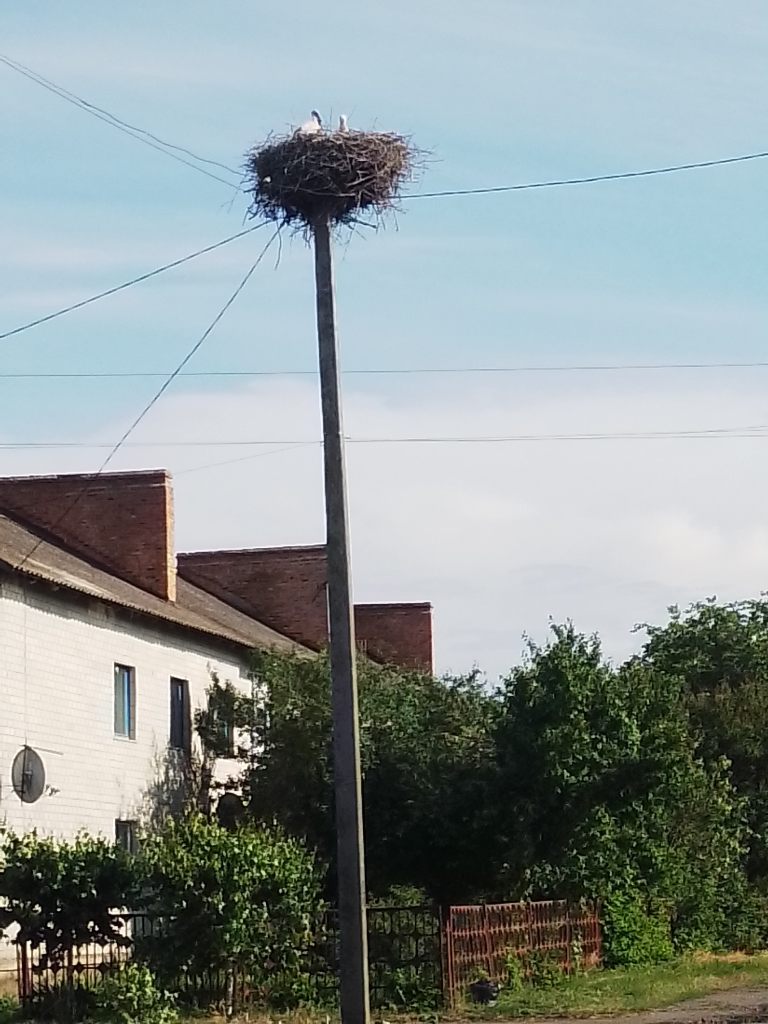 A large stork's nest, built from sticks and straw, sits atop a utility pole. Two white storks are visible in the nest, facing towards the left side of the frame. The nest is positioned against a bright blue sky with some light clouds.
Below the nest and pole, a white brick building with a red-tiled roof is visible. The building has several windows, and a satellite dish is mounted on the exterior wall. Lush green trees and bushes surround the building and the base of the utility pole. A rusty metal fence runs along the front of the property.
The scene appears to be set in a rural or suburban area. The bright sky and green foliage suggest it is daytime, likely a sunny day. The presence of the storks in their nest indicates a nesting season, which in Ukraine typically occurs in spring and summer. The overall impression is one of a peaceful, natural scene set against a backdrop of human habitation. There is no visible text in the image.