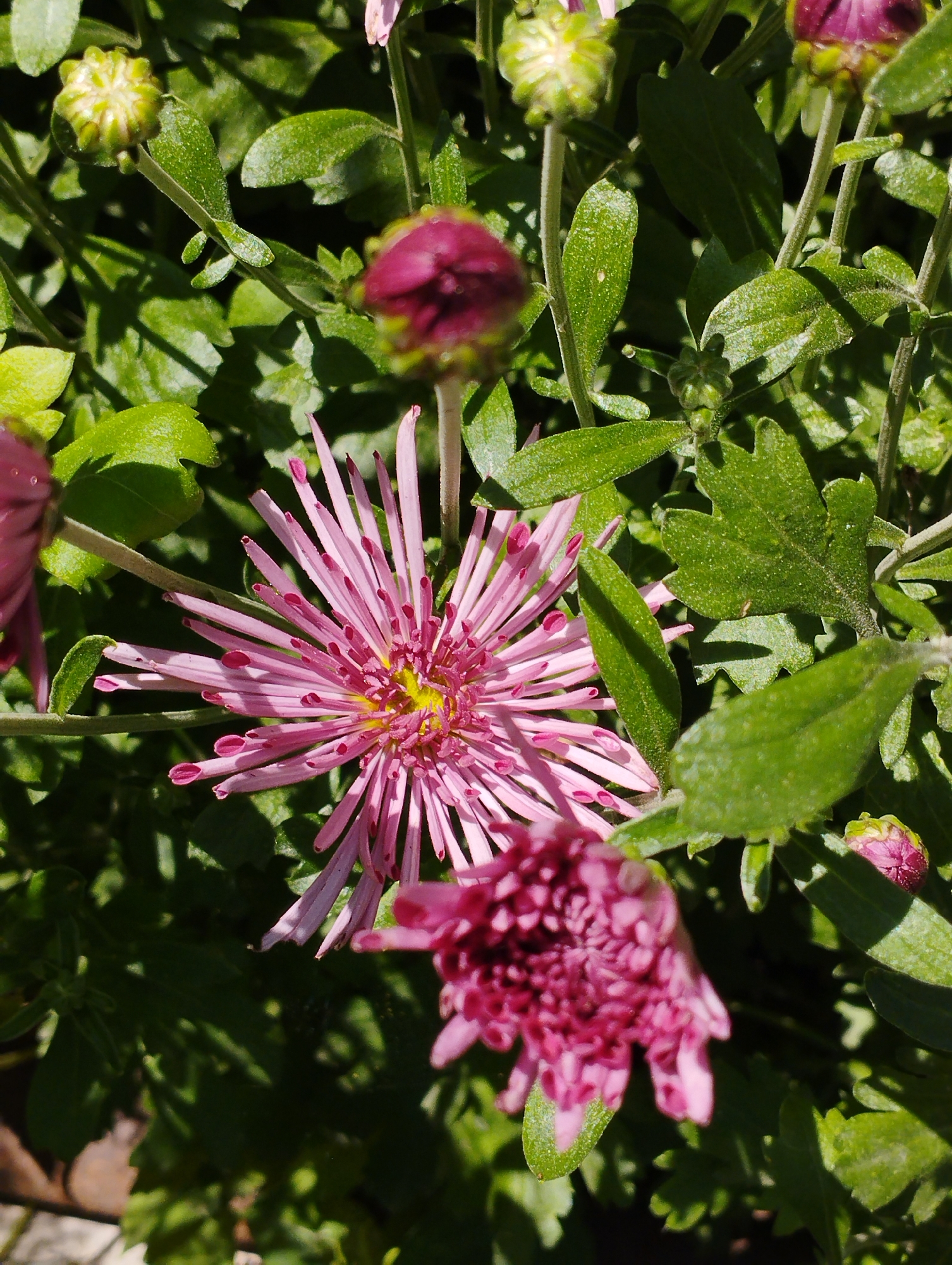 A close-up shot captures several pink chrysanthemums, some in full bloom and others as buds, surrounded by lush green foliage. The flowers exhibit a starburst pattern with delicate, spidery petals. Sunlight filters through the leaves, casting dappled shadows on the scene. The image appears to be taken outdoors, possibly in a garden or park, given the natural setting. There is no indication of human presence or activity, nor any specific landmarks to pinpoint a location within Temirtau, Kazakhstan.