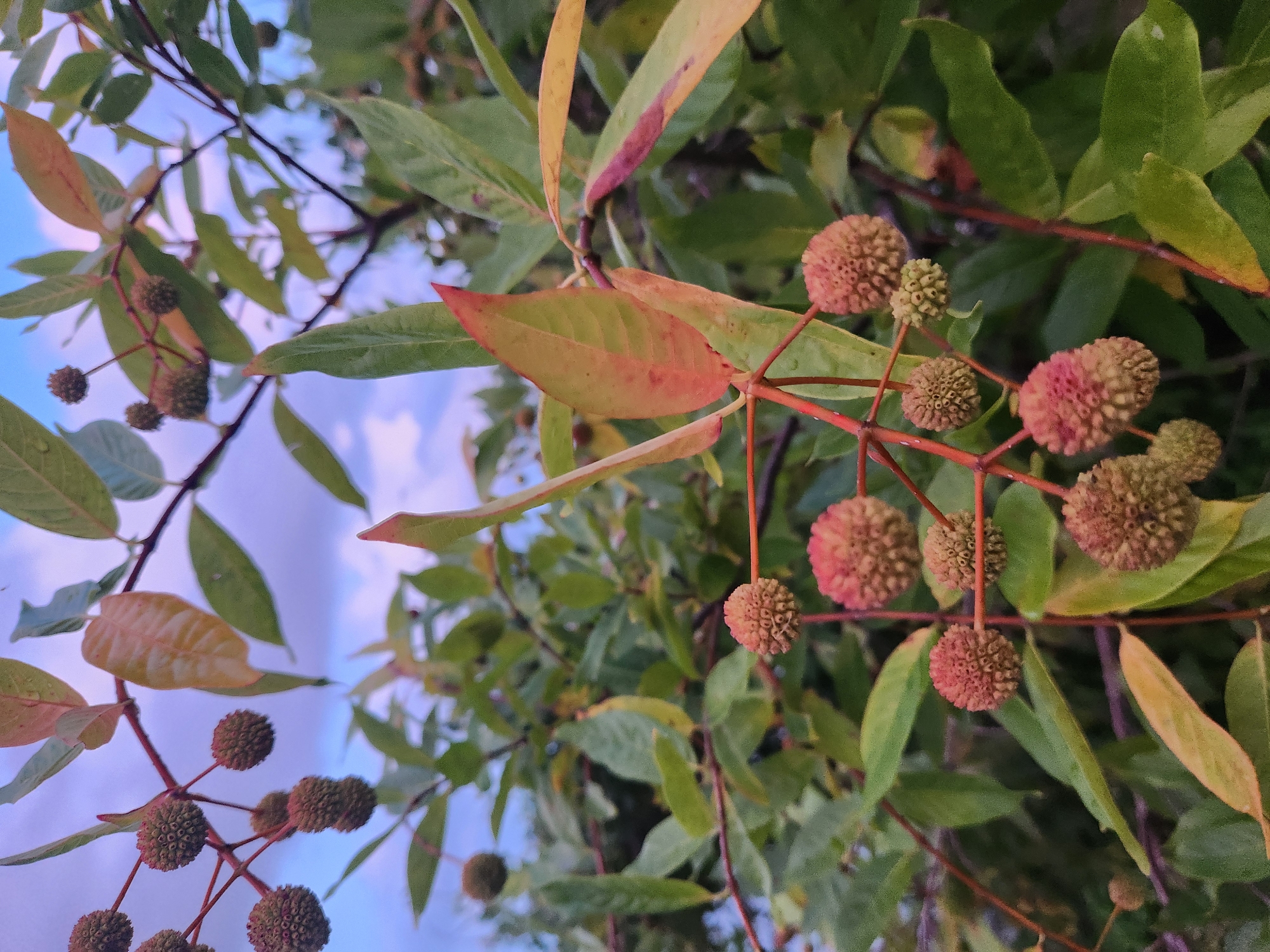 The image is a close-up, slightly angled view of a branch with seed heads and leaves, set against a blurred background of sky and more foliage. The seed heads are spherical and textured, ranging in color from light brown to a reddish-pink hue, some appearing fuzzy and others more developed. They are attached to thin, reddish-brown stems. Some leaves are visible, with colors varying from green to yellow and touches of red and orange, suggesting a transition to autumn. The background is out of focus, showing a pale blue sky with hints of pink and white clouds. The scene appears to be outdoors, with the natural light suggesting it was taken during the day. No people or animals are present. The location is specified as the city of Winter Park, United States of America, implying it is likely a park or garden setting within that city.