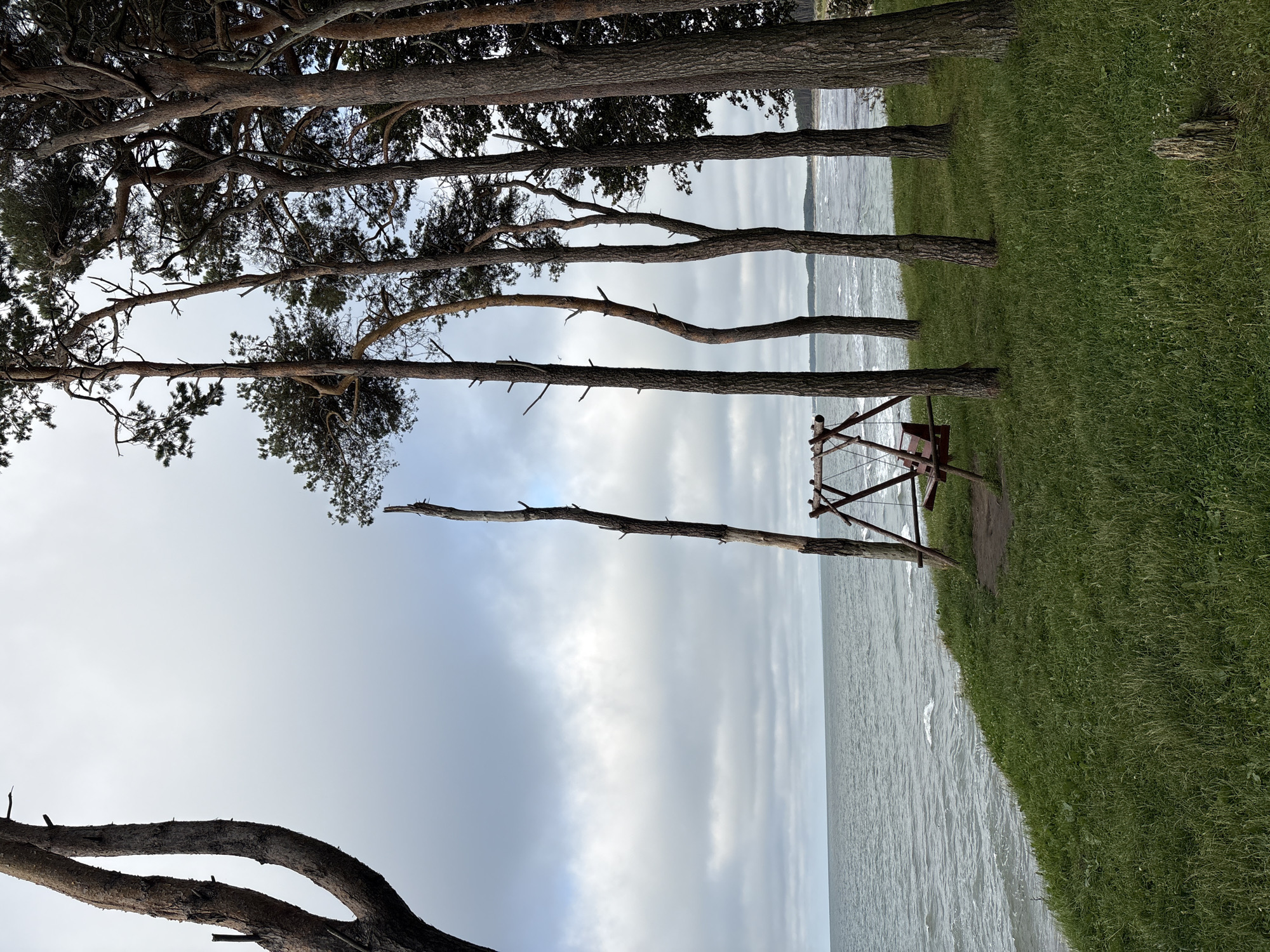 The image depicts a natural scene with a focus on a wooden swing set positioned on a grassy knoll overlooking a body of water. The swing set is constructed from rough-hewn wood and has a simple design. It is situated amidst a grove of tall, slender pine trees with rough bark. The trees are spaced relatively close together, with some bare branches visible among the green needles. The ground is covered in lush green grass, with patches of wild growth and a small, weathered wooden stump visible in the foreground.
The body of water appears to be a sea or large lake, with moderate waves and a choppy surface. The water is a muted grey-blue color, reflecting the overcast sky. The sky itself is filled with dense, grey clouds, suggesting a cool or potentially rainy day. In the distance, along the horizon, a faint line of land is visible, dotted with trees.
The location is identified as Куликово, Russia. The overall atmosphere is serene and somewhat melancholic, characteristic of a coastal landscape under a cloudy sky. There are no people or animals visible in the image.