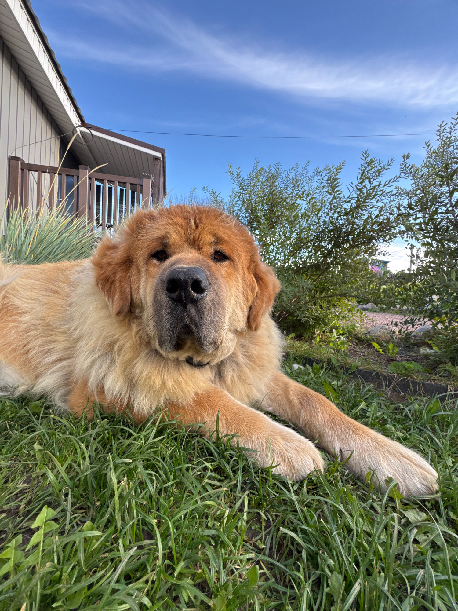 A large, fluffy dog with golden-brown fur lies on green grass in front of a tan-colored house with a brown roof and railing. The dog's head is turned towards the camera, and its paws are extended forward. Behind the dog, there are green bushes and a clear blue sky with a few wispy clouds. A thin black wire stretches across the sky. The house has vertical siding and windows with dark frames. The overall scene suggests an outdoor setting on a sunny day. The location is identified as Kempelevo, Russia.