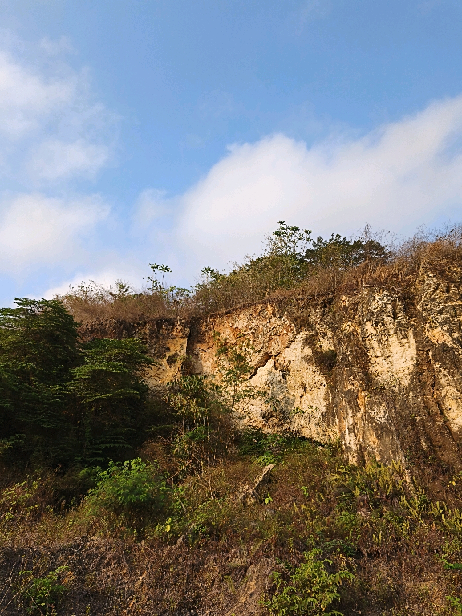 A cliff face with a rugged texture and various shades of brown, yellow, and white is visible. Lush green trees and vegetation grow at the base and on the slopes of the cliff. The sky above is a clear blue with scattered white clouds. The scene appears to be in a natural outdoor environment, possibly in the city of Kalipucang, Indonesia. There are no people or animals present in the image. The lighting suggests it is daytime.