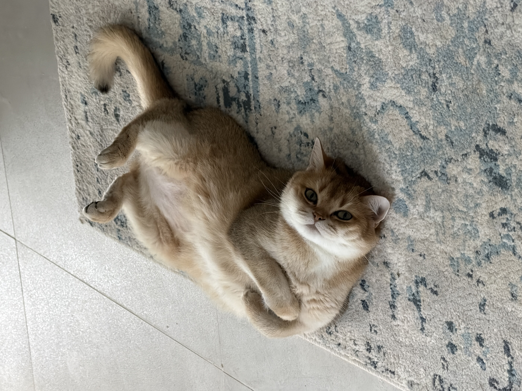 A gold-colored British Shorthair cat is prominently featured, lying on its back with its belly exposed, on a patterned rug indoors. Its front paws are crossed over its chest, and its hind legs are casually splayed. The cat has striking green eyes, a white muzzle, and expressive whiskers, looking directly at the viewer with a calm and relaxed expression. Its soft, plush fur is a gradient of golden brown on its back and sides, fading to a lighter cream on its belly.
The rug beneath the cat is light-colored, predominantly off-white or cream, with abstract, faded blue and grey patterns. To the left and bottom of the frame, a light grey or white tiled floor is visible, with distinct grout lines, indicating an indoor setting. Natural light illuminates the scene, suggesting it is daytime. The cat's tail is visible, curved upwards towards the top left of the image. No visible text is present. The setting is an interior space, with the location context being Ramat Gan, Israel.